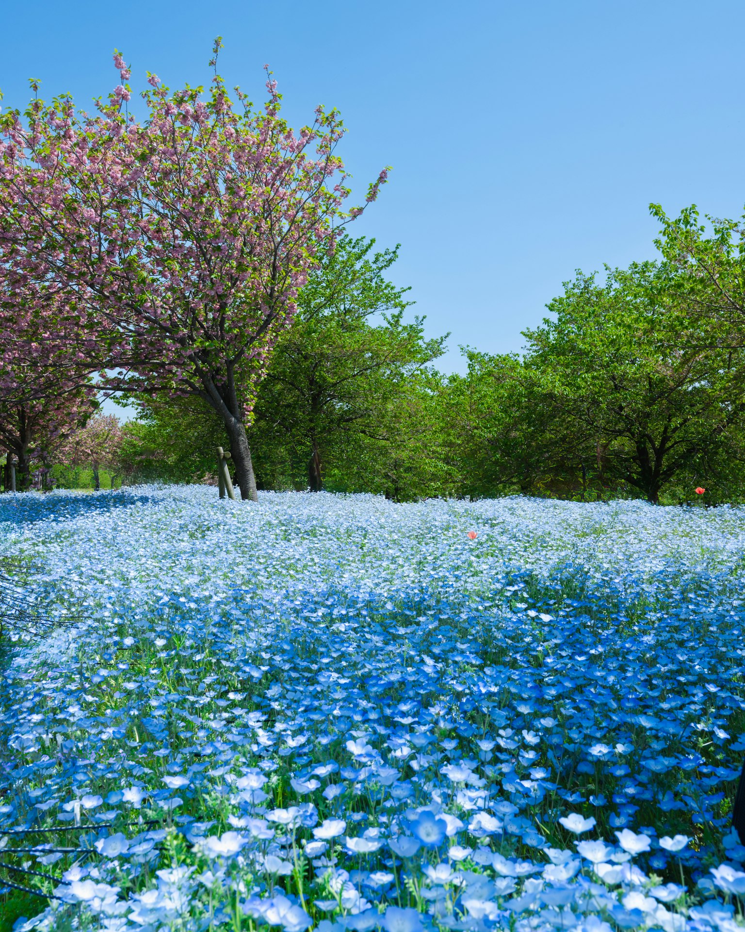Une belle scène printanière avec un champ de fleurs bleues et des arbres verts dont un cerisier
