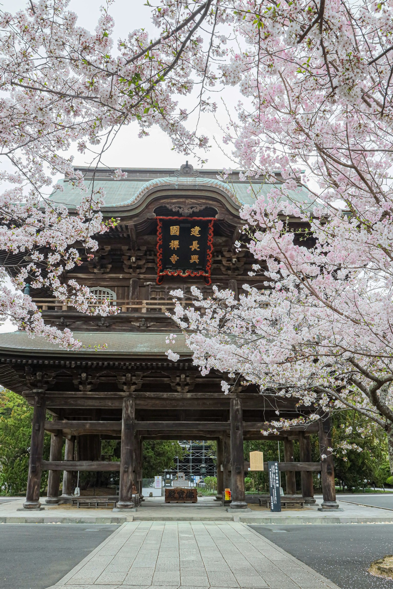 Traditional Japanese temple gate with blooming cherry blossoms