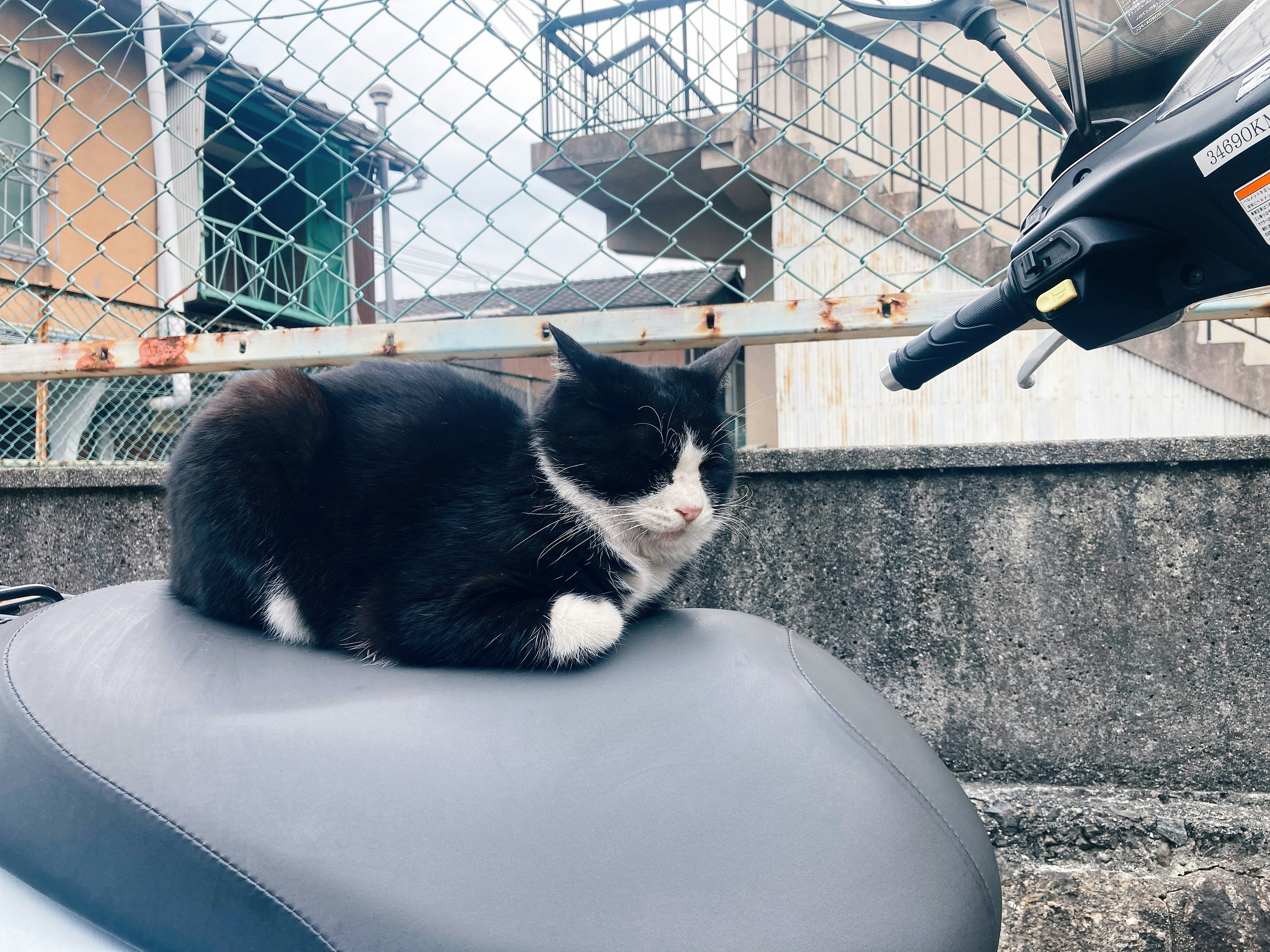フェンスのある屋外で車のシートに横たわる黒白の猫