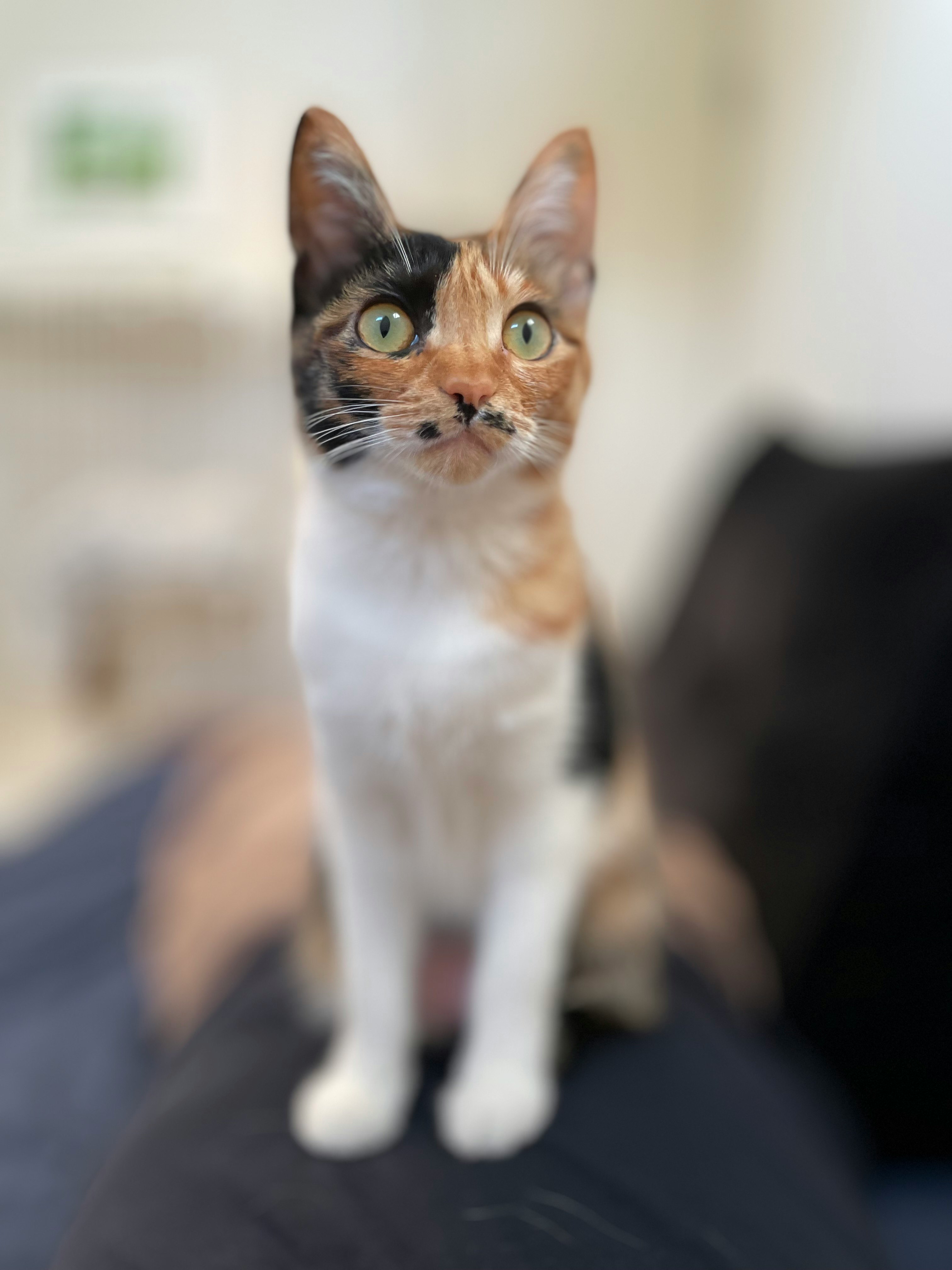 三毛猫 | cizucu