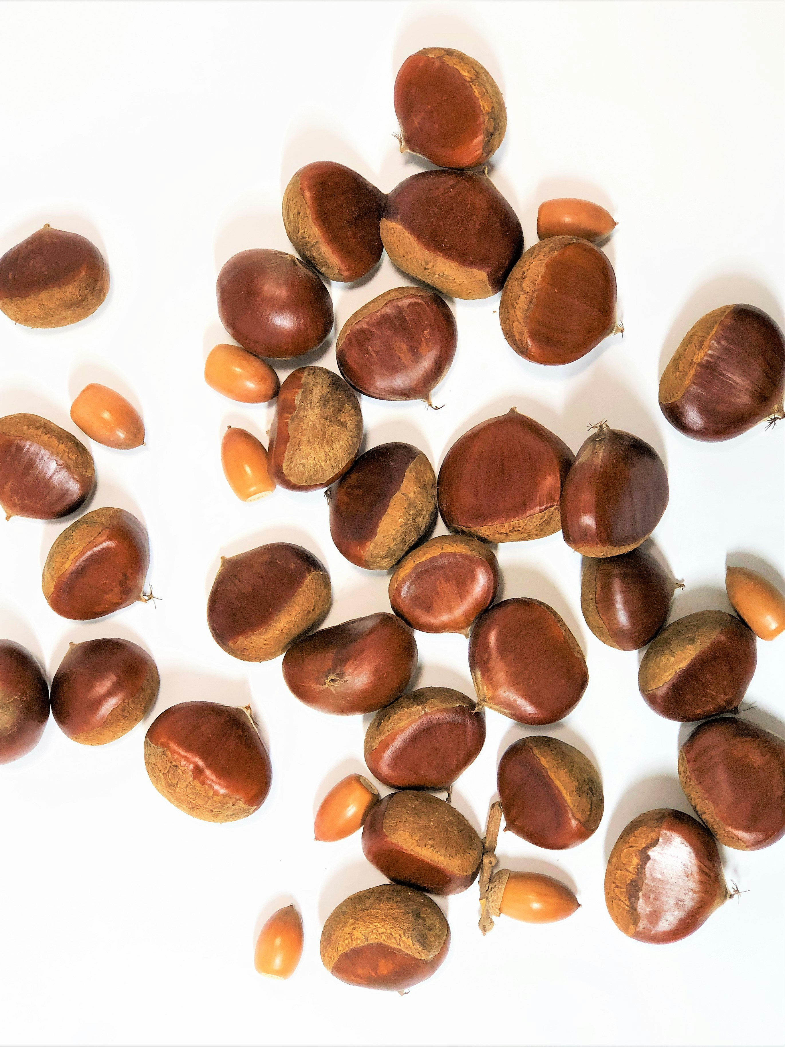 wood nuts and small seeds scattered on a white background