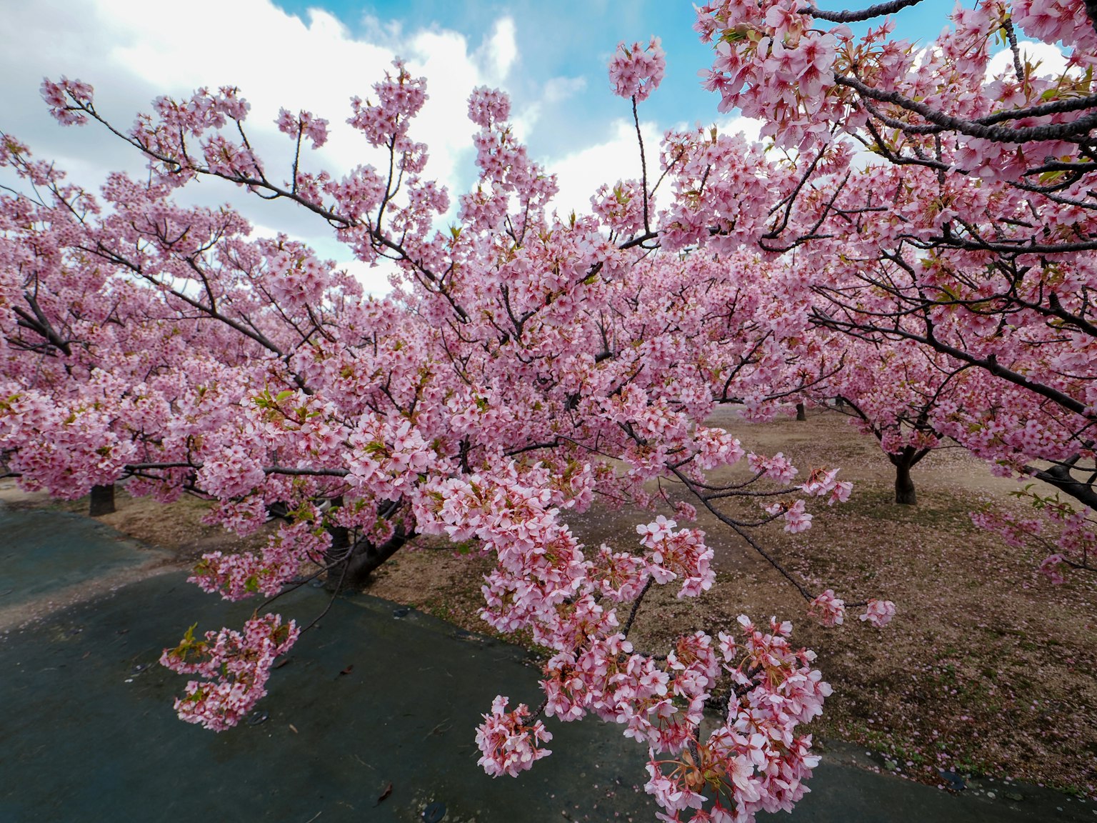 Árbol de cerezo en plena floración con flores rosas