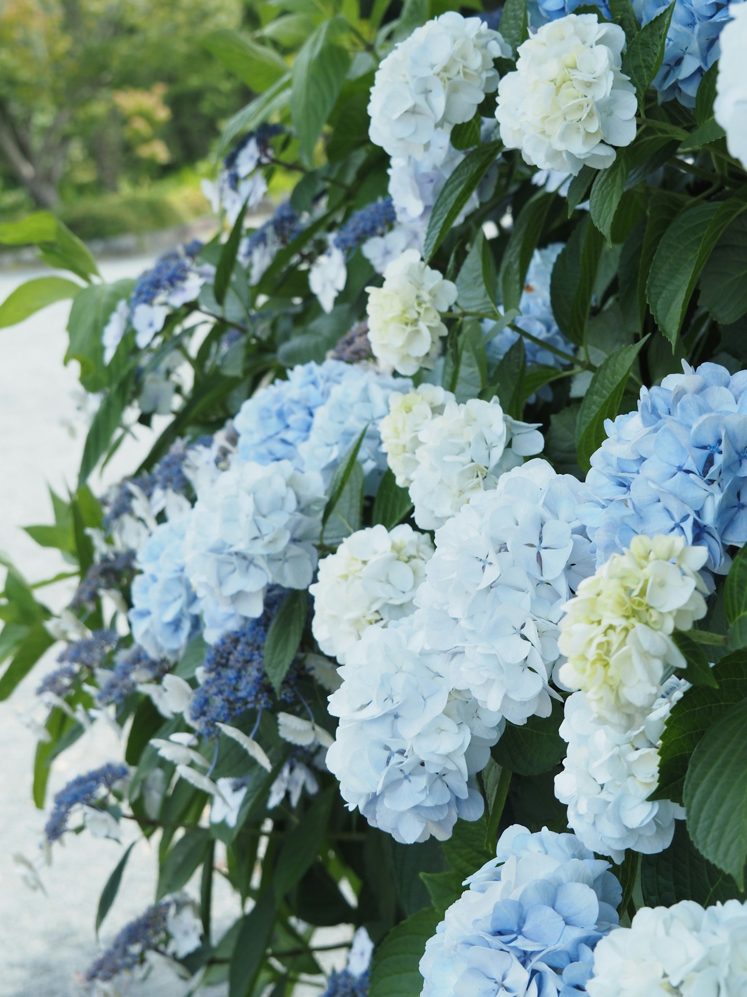 Hortensienblüten in Blau- und Weißtönen blühend