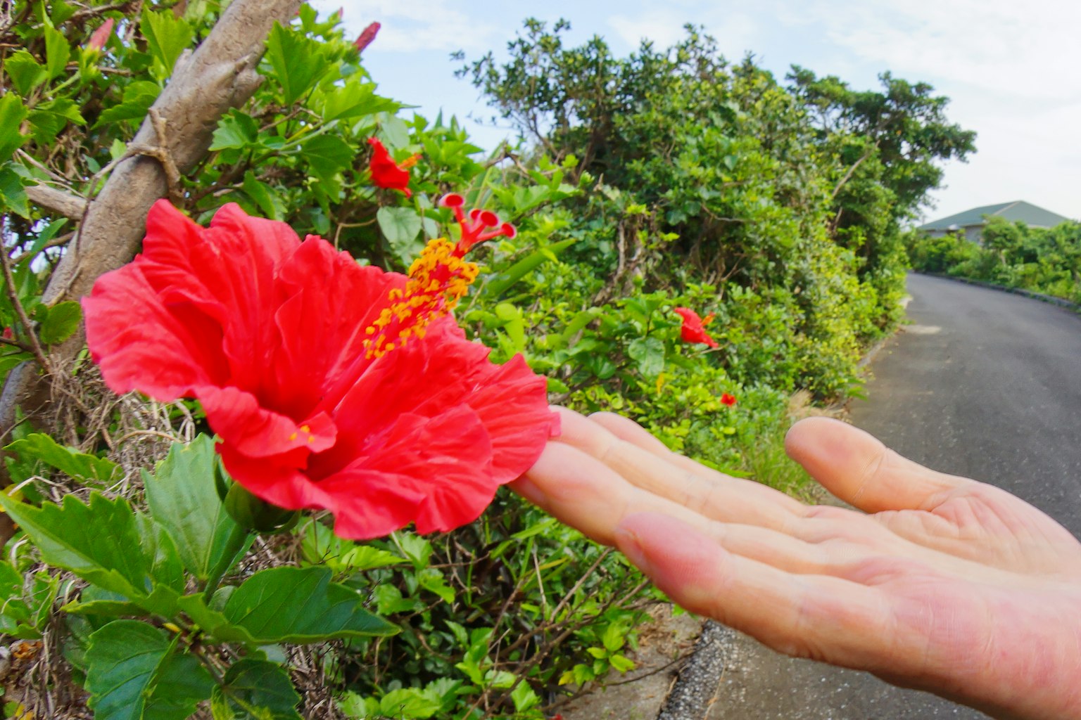 Nahaufnahme einer roten Hibiskusblüte mit einer Hand, die sich nähert