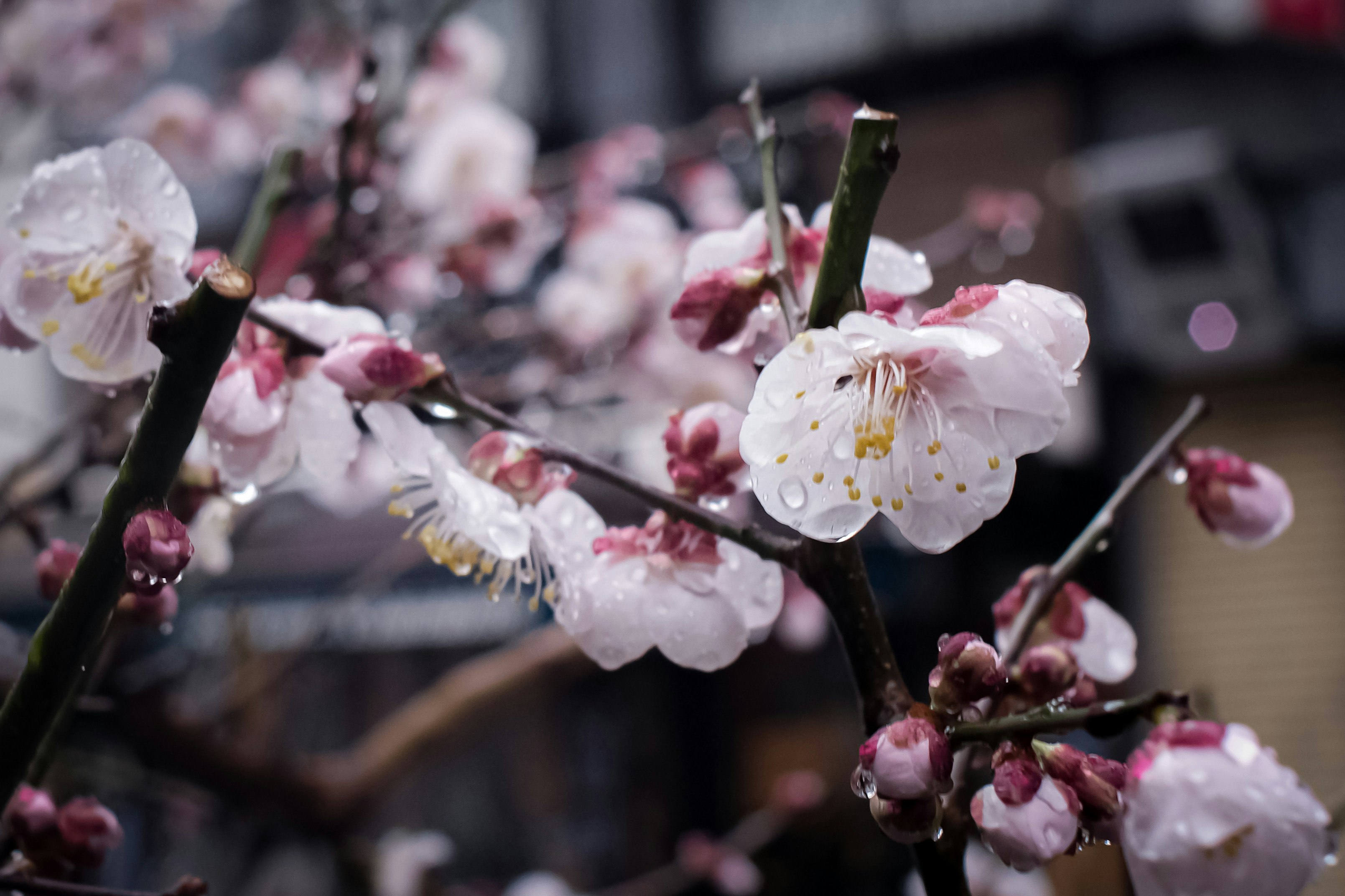 雨上がりの桜の花と枝先、背景に街並み