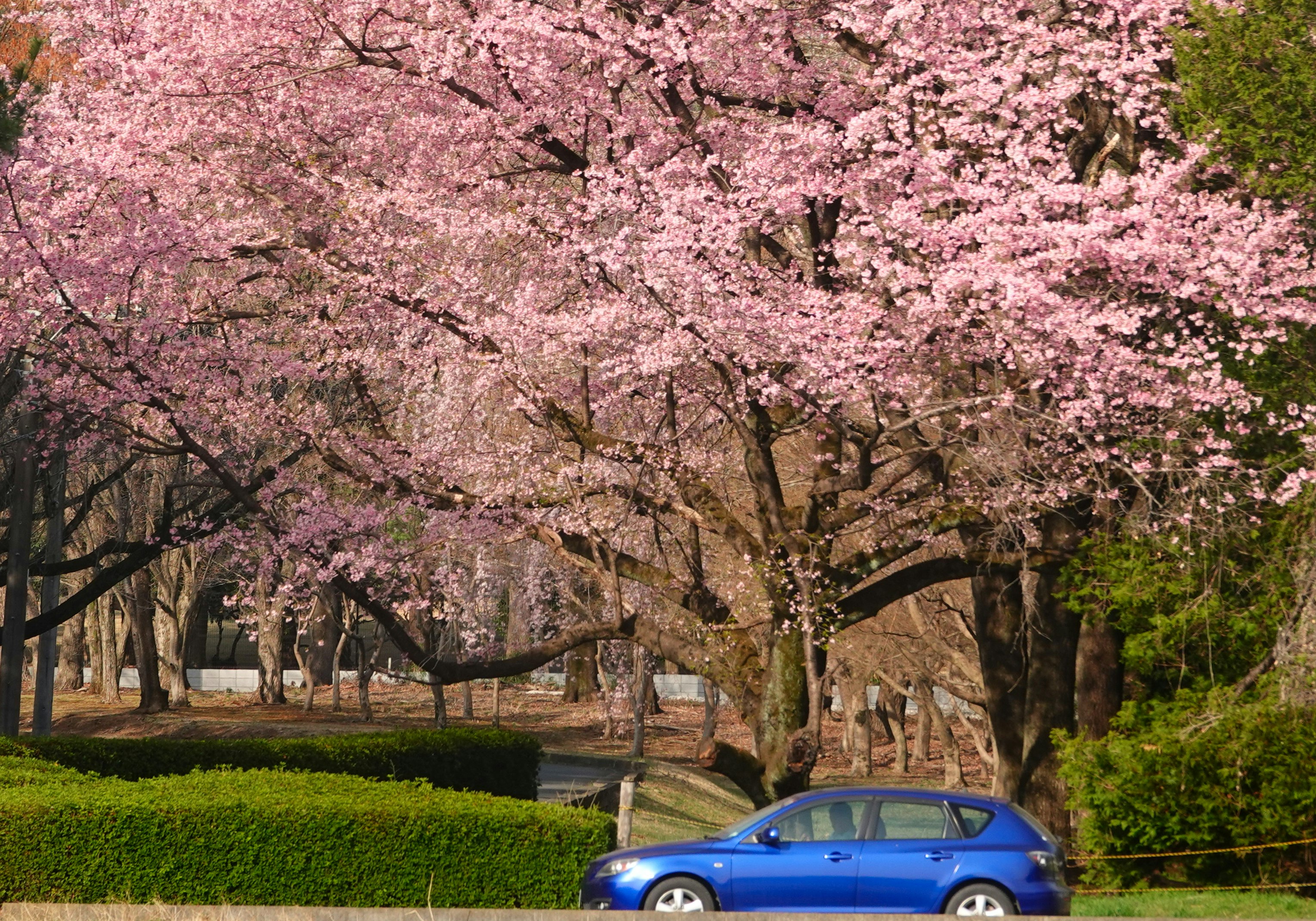 春の桜並木と青い車のある道
