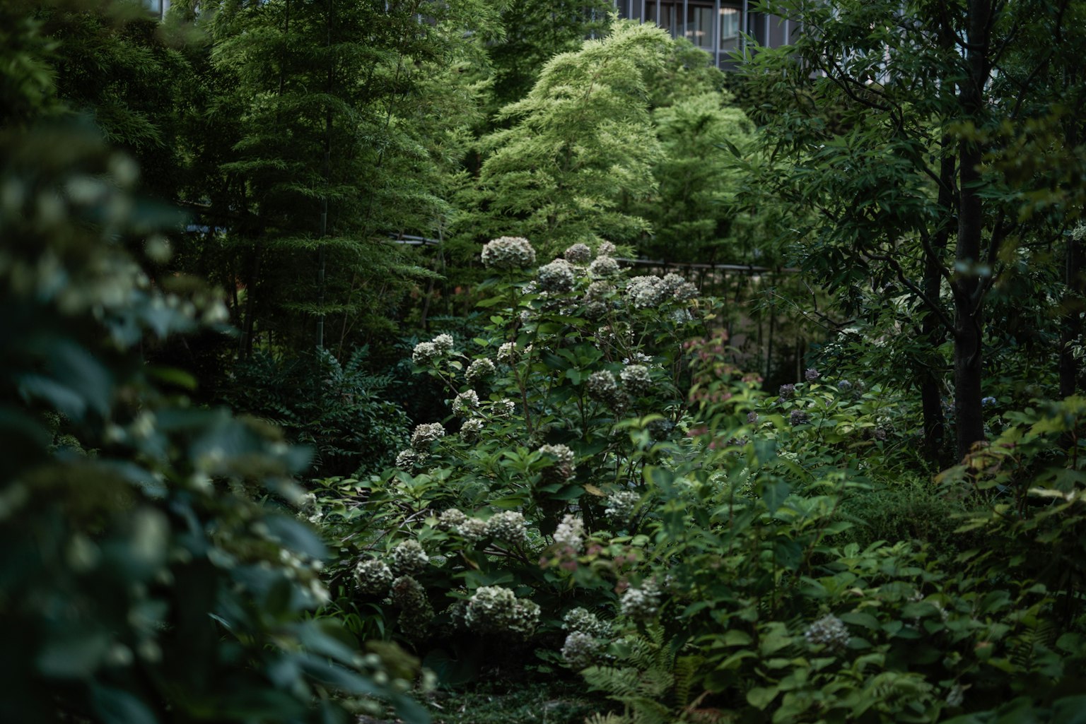 Lush garden scene with flowering white plants surrounded by greenery and trees in the background