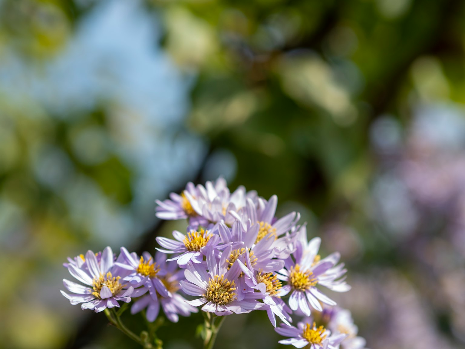 Acercamiento de flores moradas con un fondo verde borroso