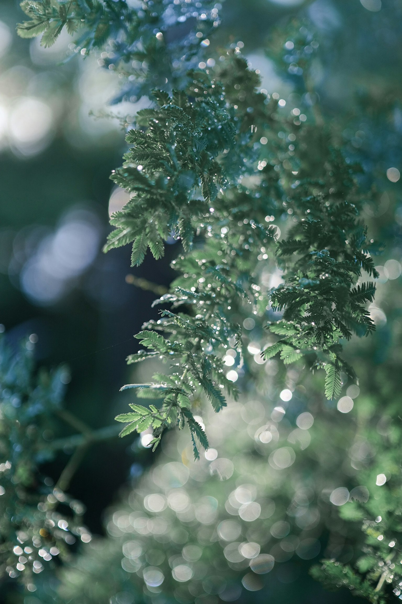 緑の葉に水滴がついている美しい植物のクローズアップ
