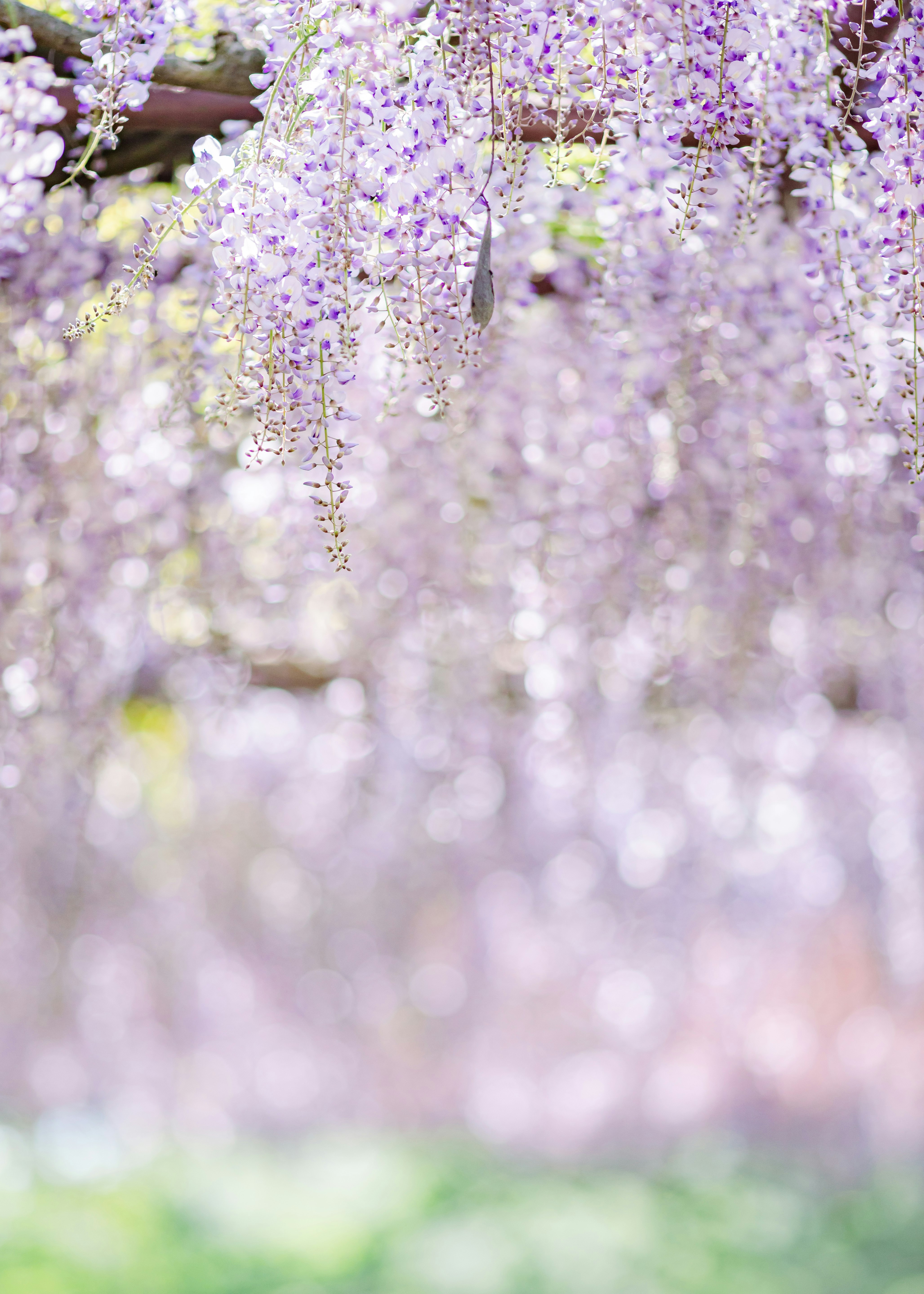 藤の花が垂れ下がる花房のクローズアップ