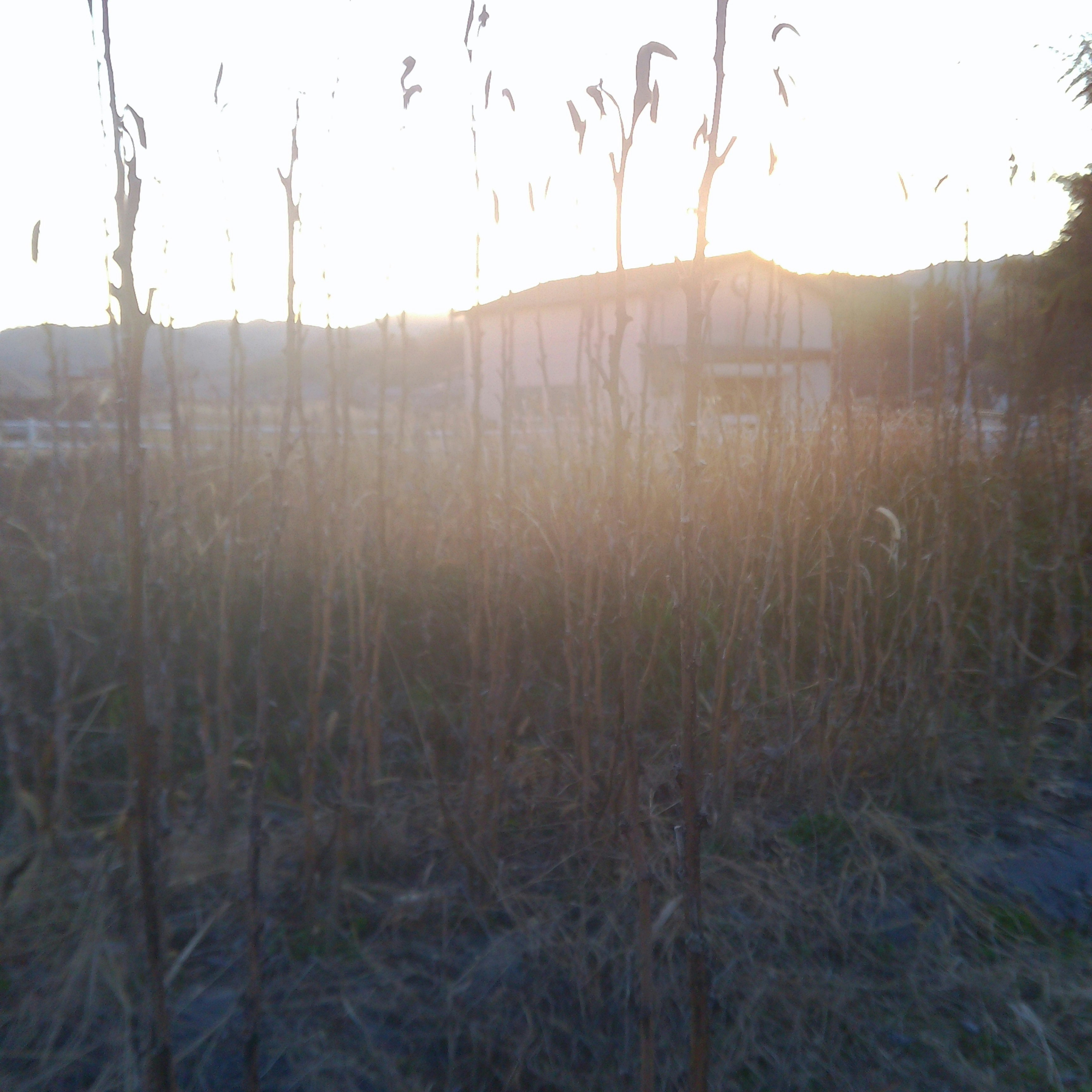 夕日に照らされる草原の向こうに並ぶ木々のシルエット