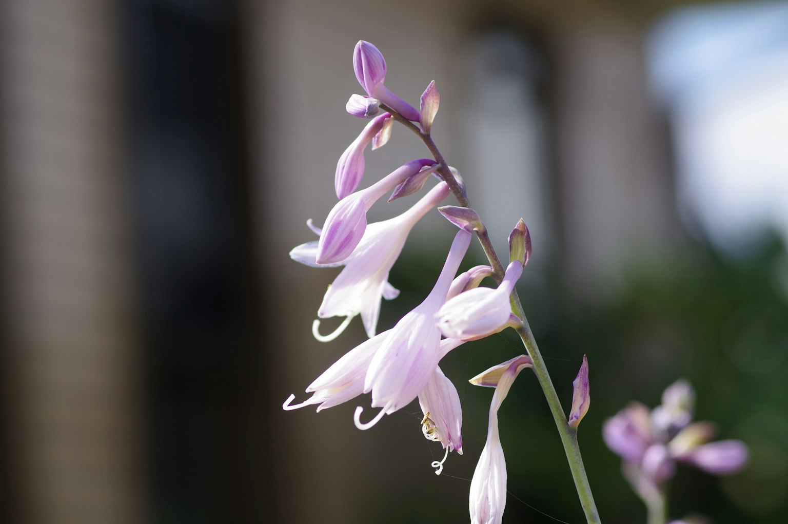 Close-up of a plant with light purple flowers blurred building in the background