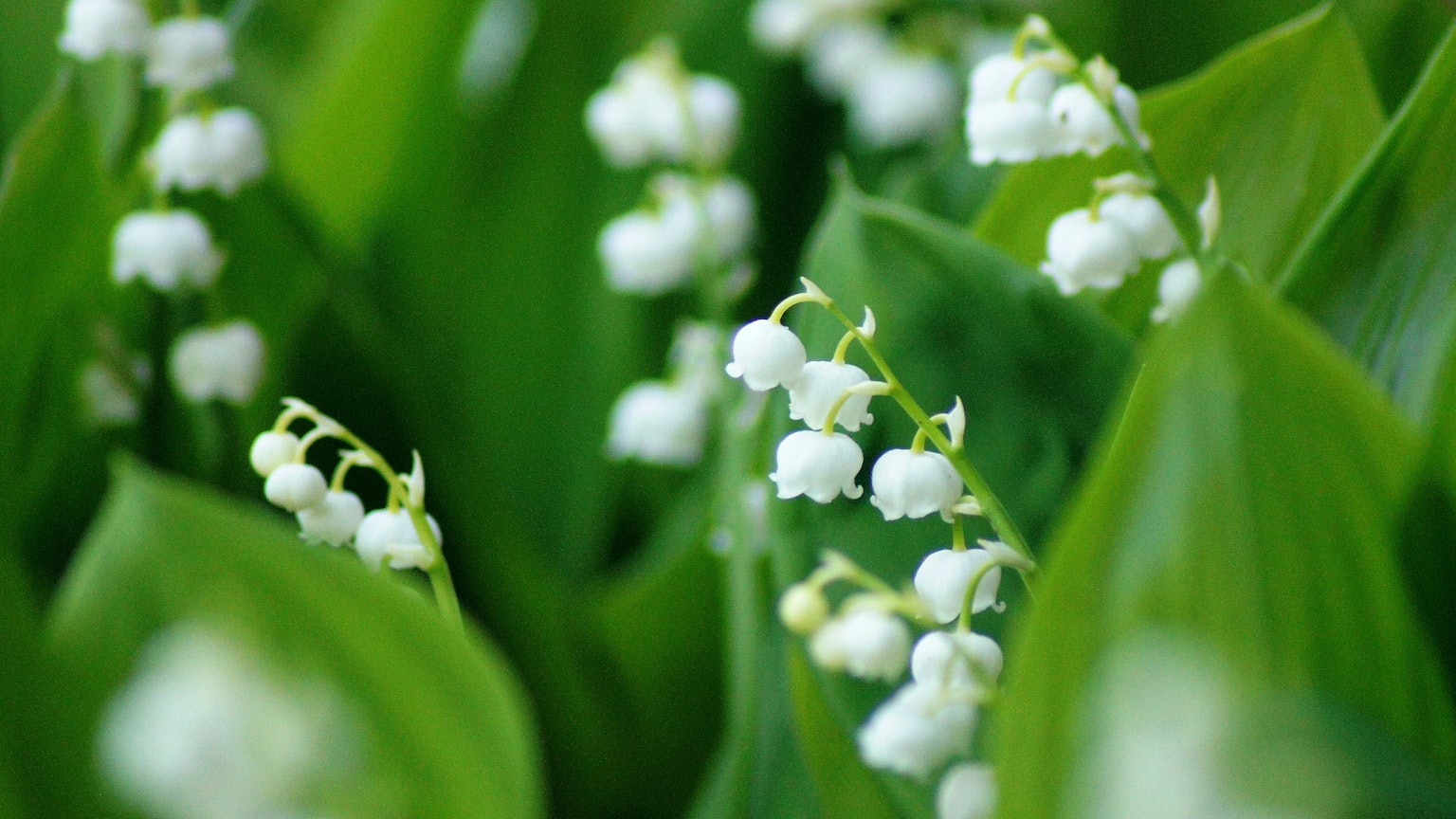 Close-up of white lily of the valley flowers amidst lush green leaves