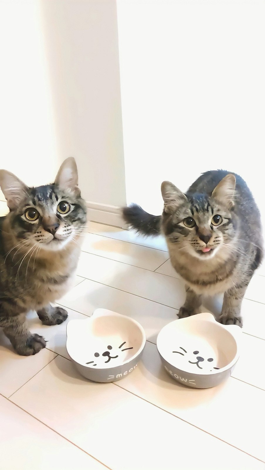 室内两只猫注视着食物碗和玩具
