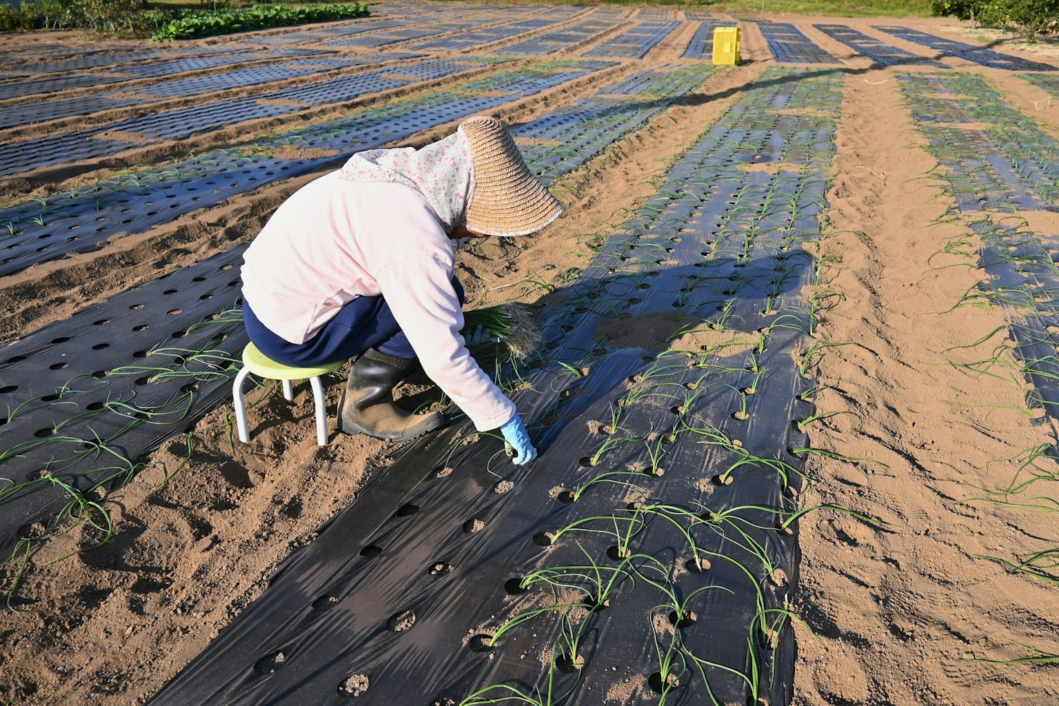 Una persona cuidando cultivos en un campo con un sombrero de paja