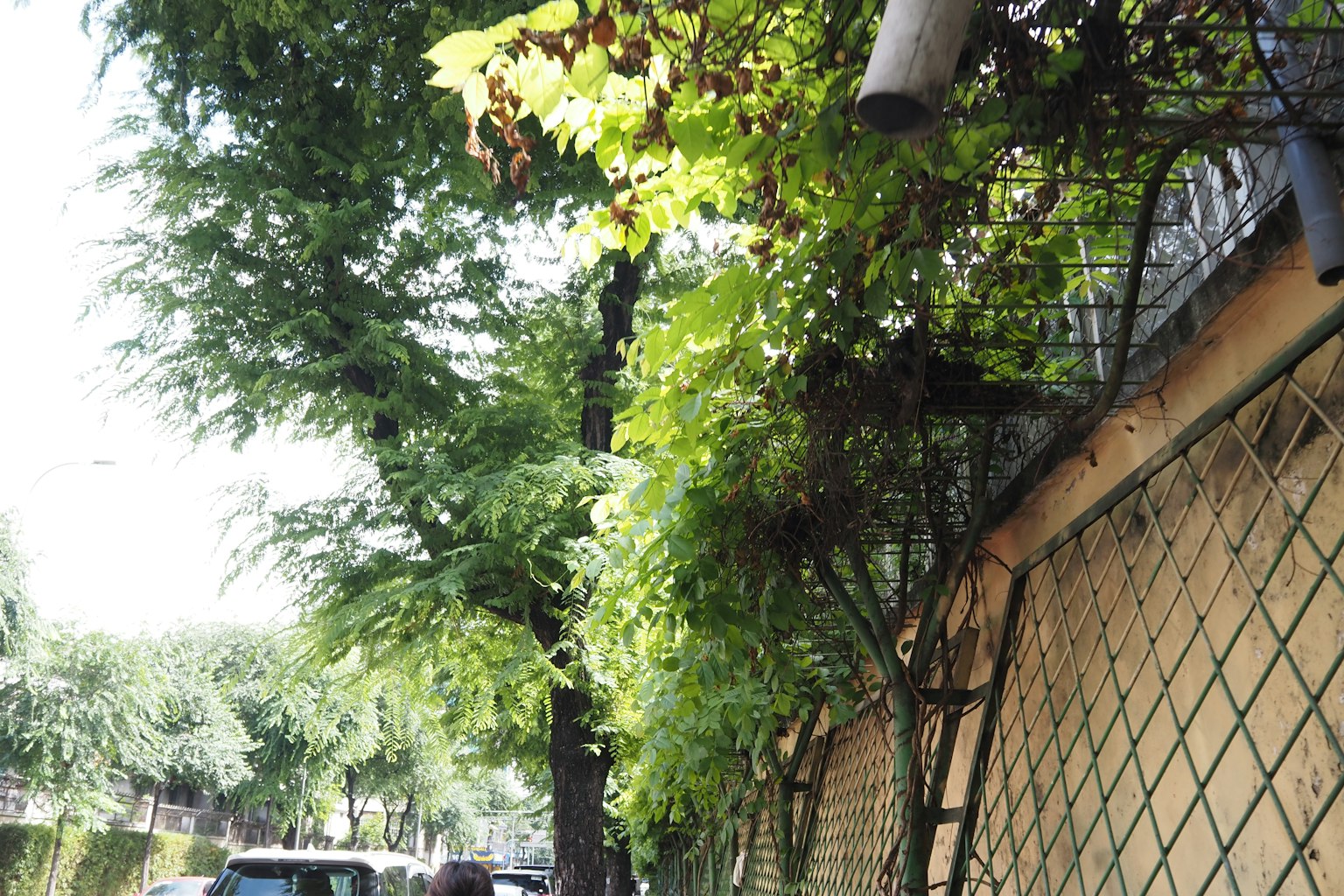 Rue verdoyante bordée d'arbres et d'une clôture