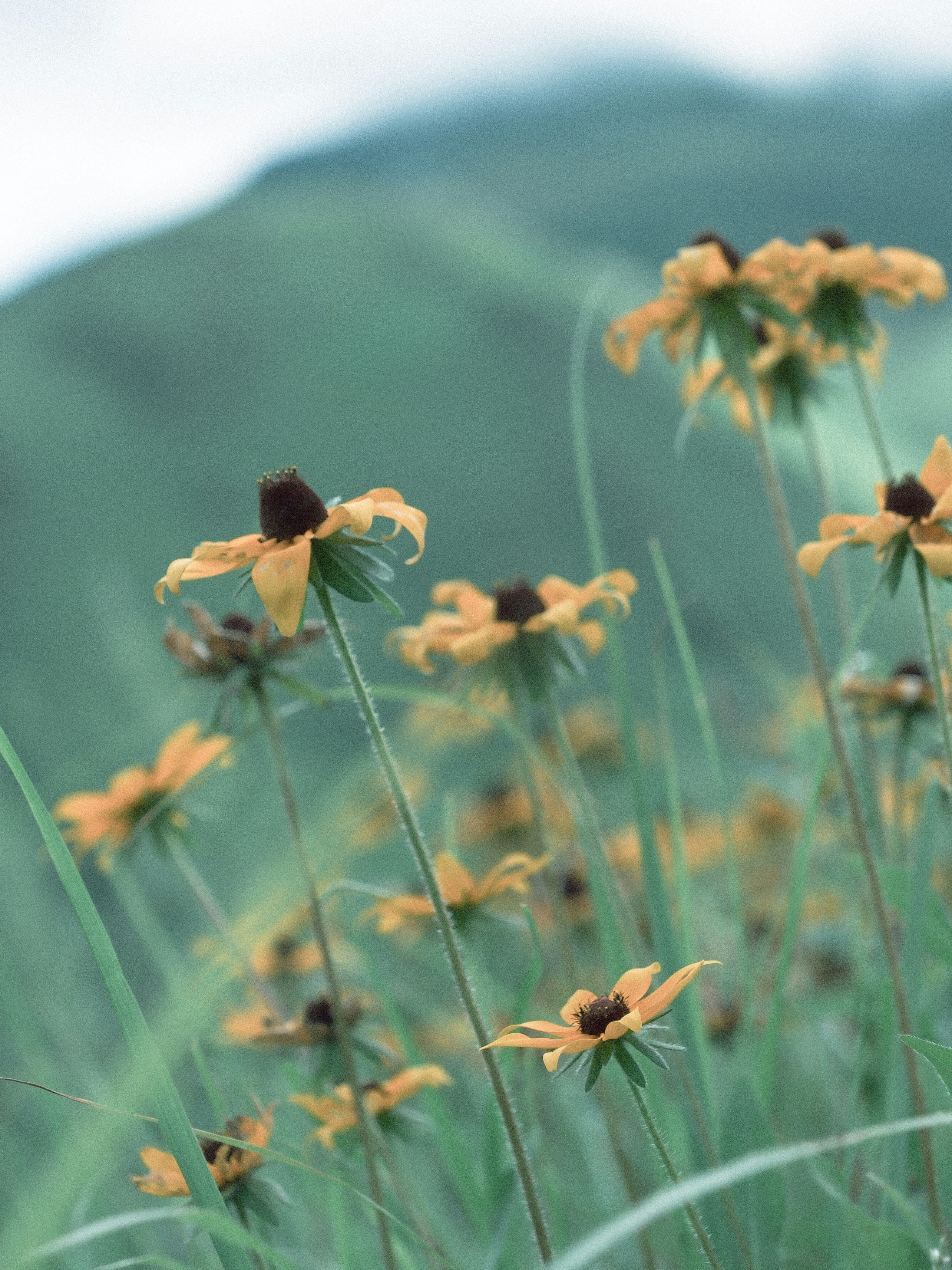 草原の花と奥の山並み