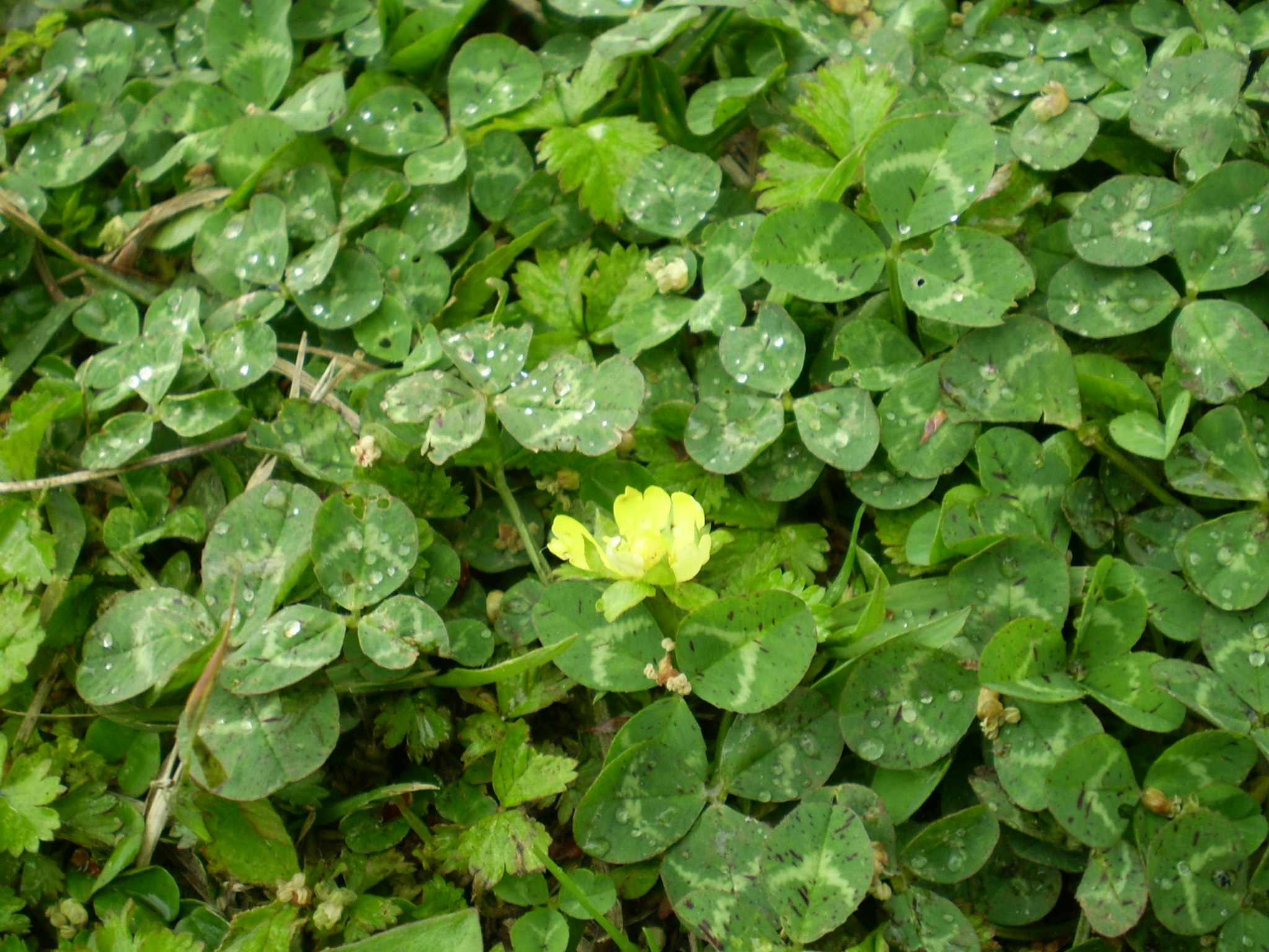 雨上がりのクローバーの葉に付いた水滴のある芝生