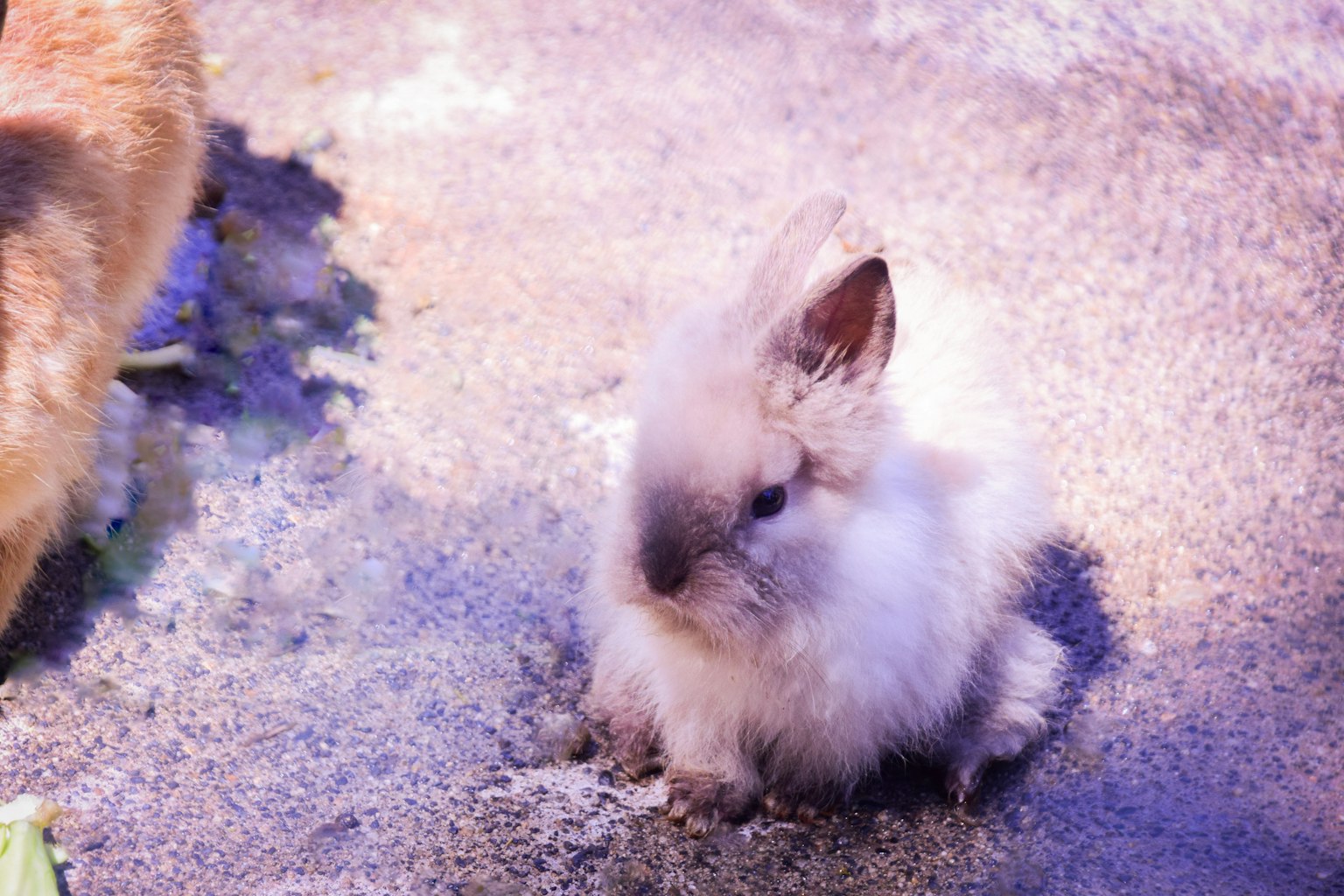 A small fluffy rabbit sitting on the ground