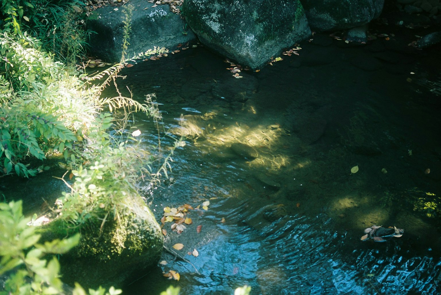 Superficie de agua tranquila rodeada de plantas verdes y rocas