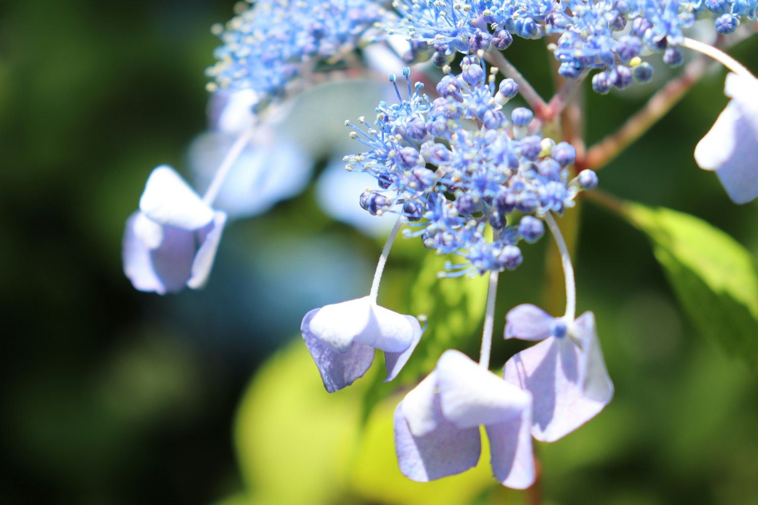 Close-up tanaman dengan bunga biru dan ungu lembut