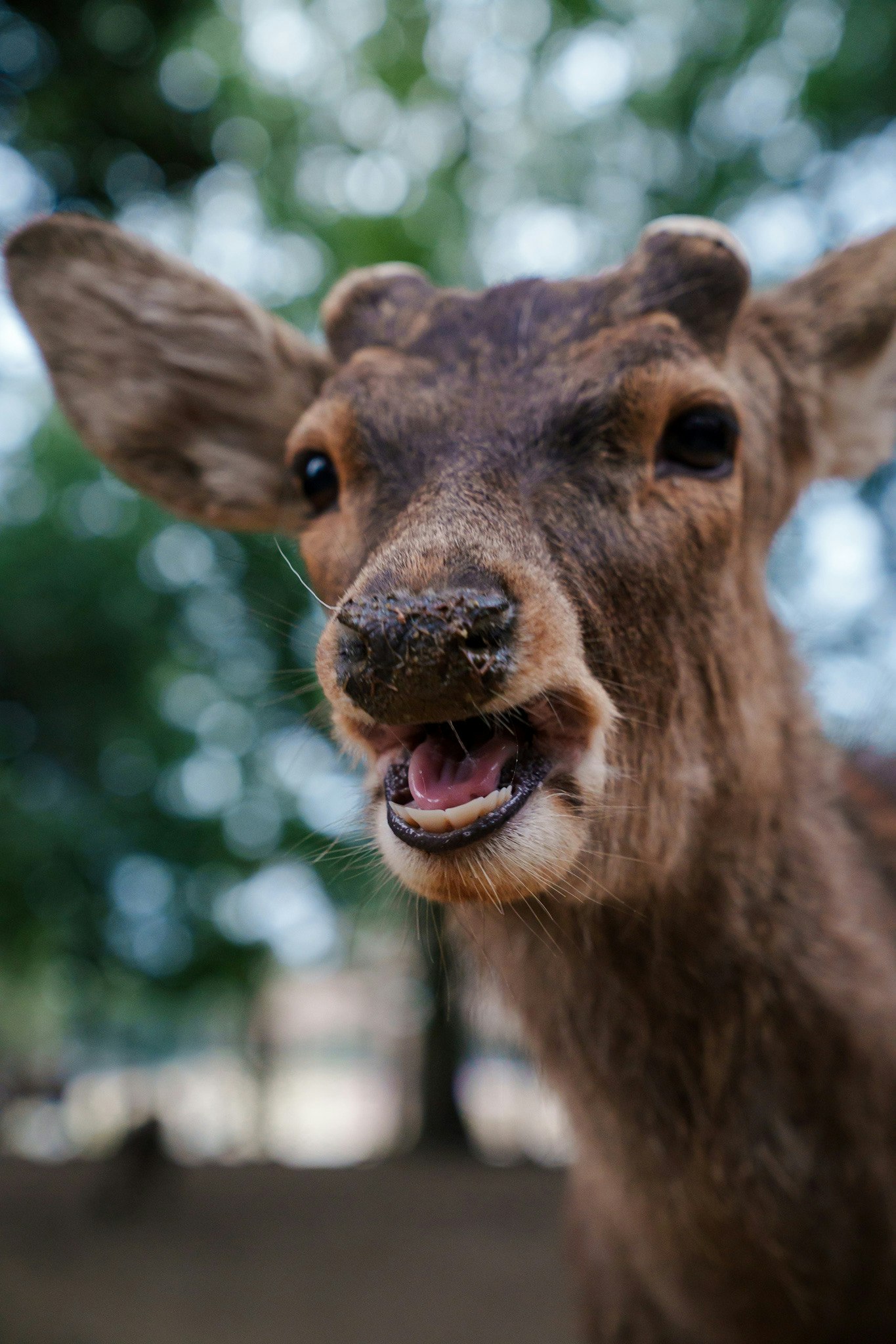 奈良公園の鹿のかわいい表情
