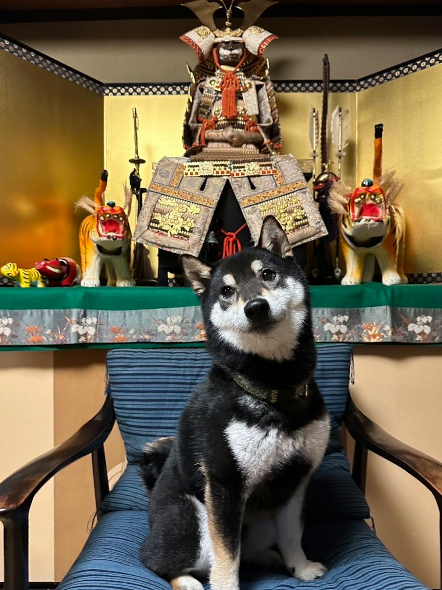 一只黑色柴犬坐在椅子上，背景有武士展示