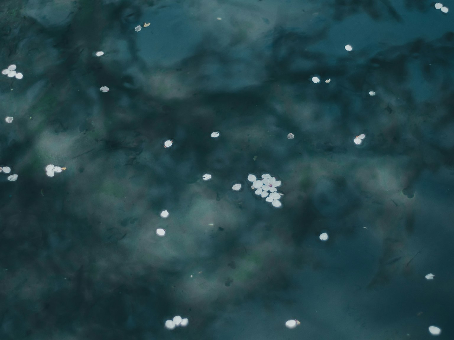 Pétalos blancos flotando en una superficie de agua azul oscura