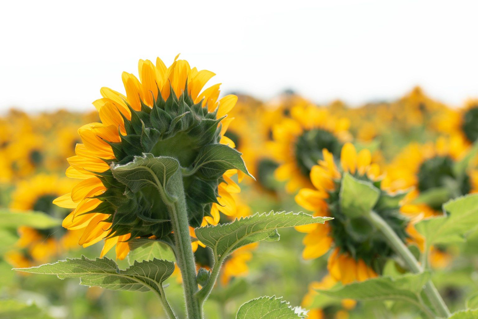 Imagen de girasoles brillantes en un campo con hojas verdes distintivas