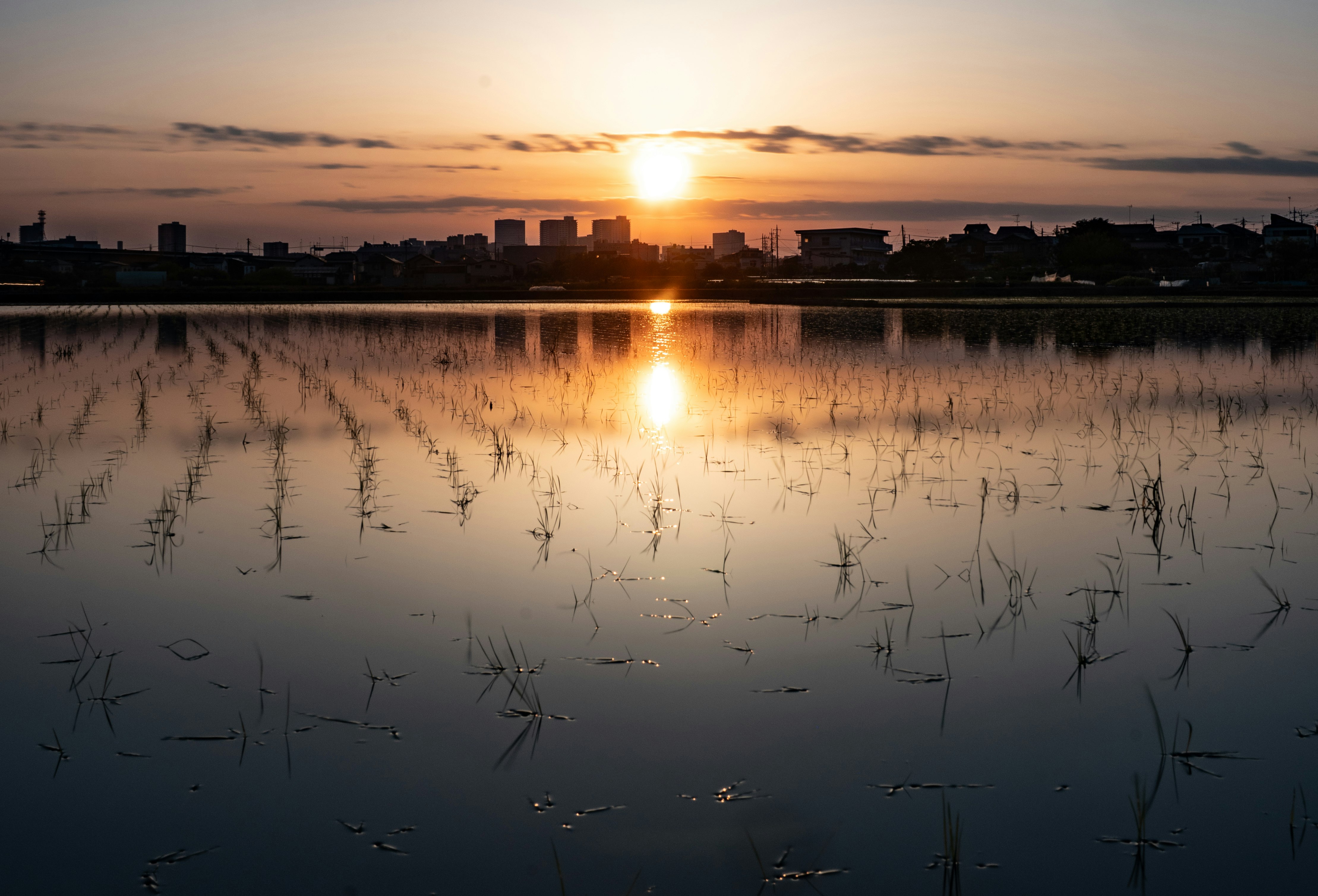 水田に映る夕日と都市のシルエット