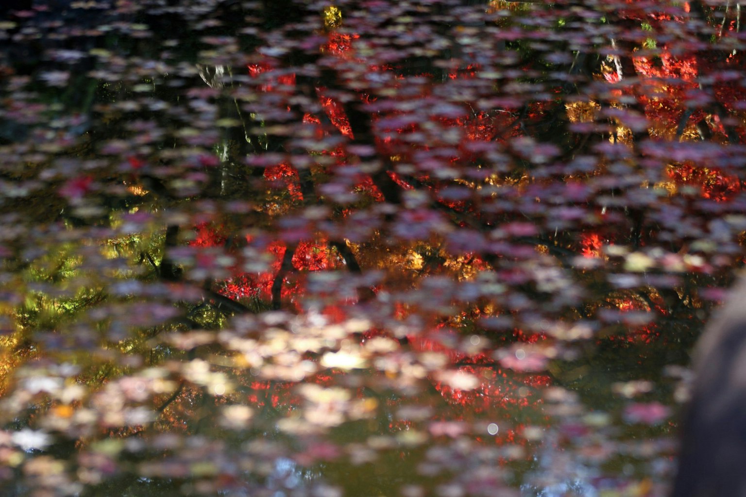 水面上秋葉和花瓣的多彩倒影