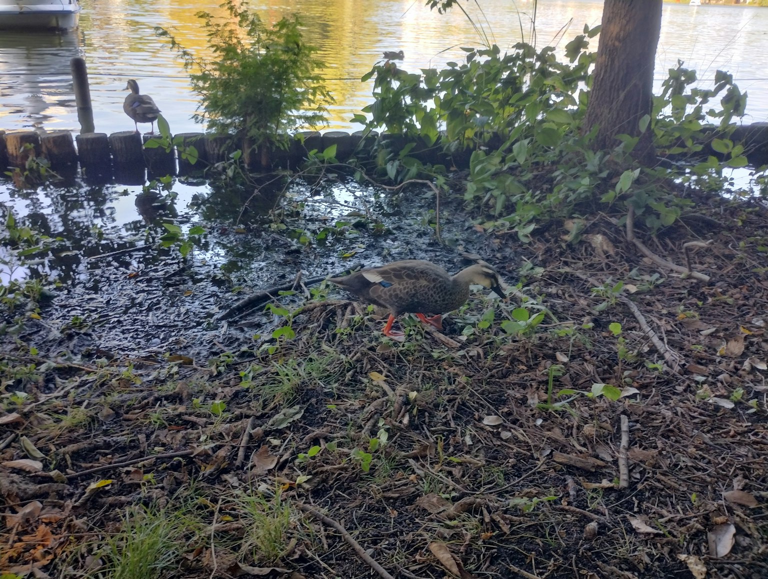 Un oiseau marchant parmi l'herbe au bord de l'eau