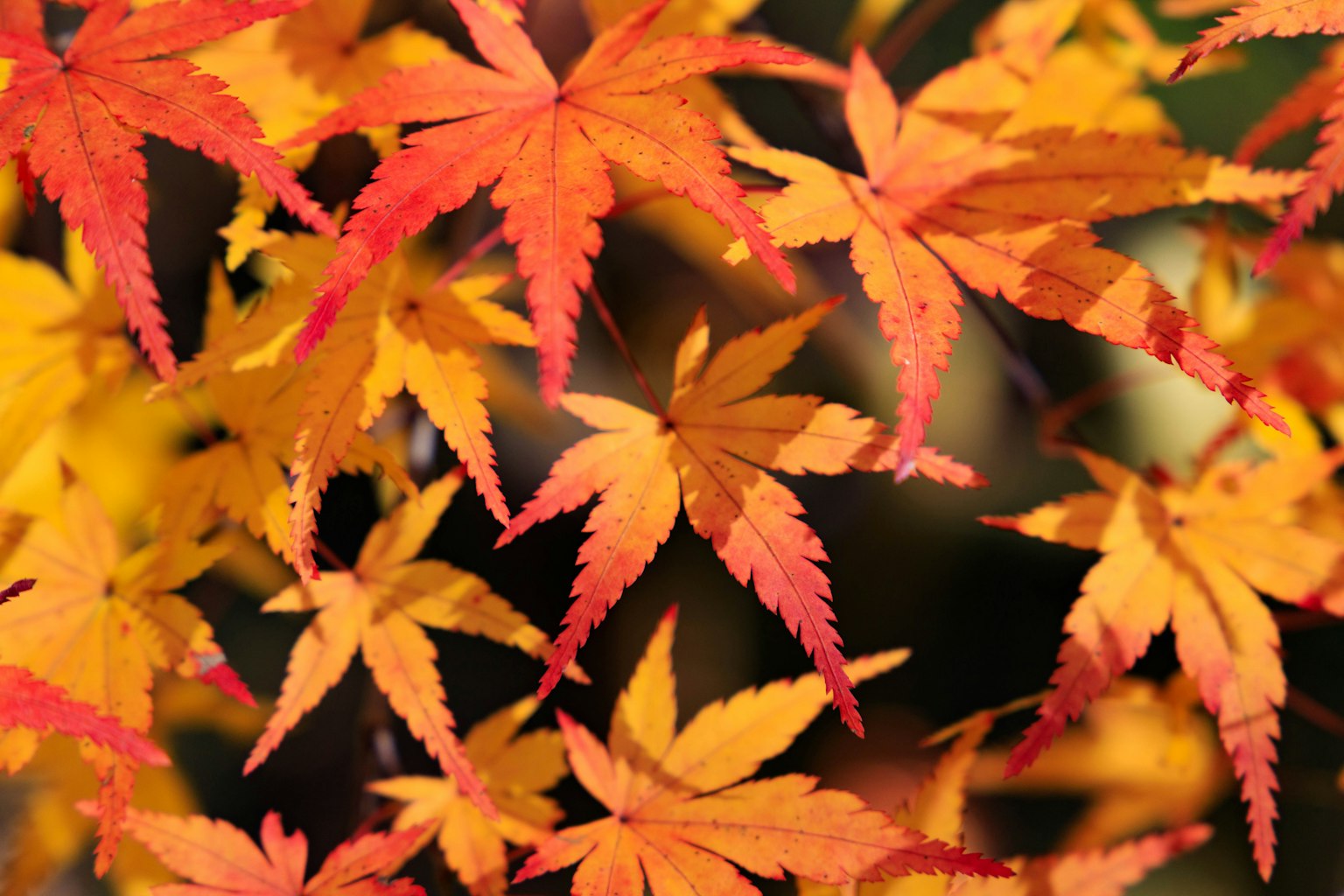 鮮豔的秋季楓葉呈現橙色和紅色的色調
