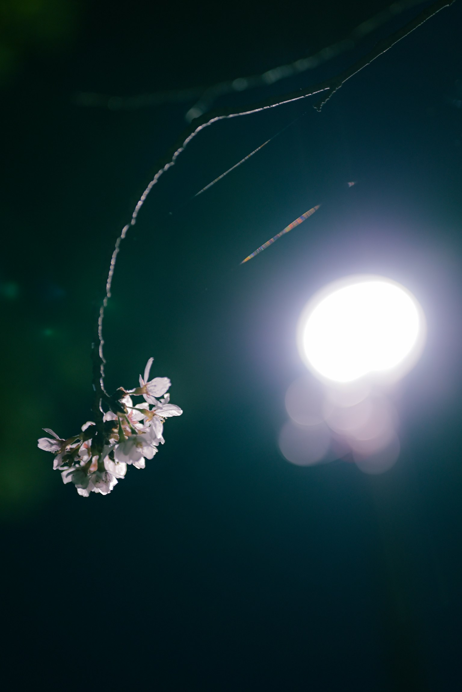 Cherry blossom petals illuminated against a dark background with a soft light