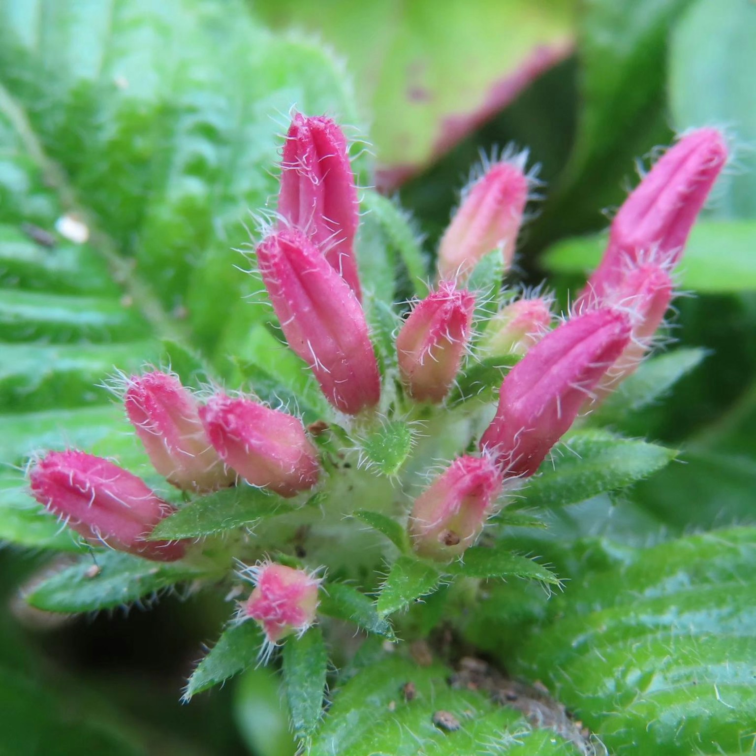Primer plano de una planta con brotes rosas vibrantes