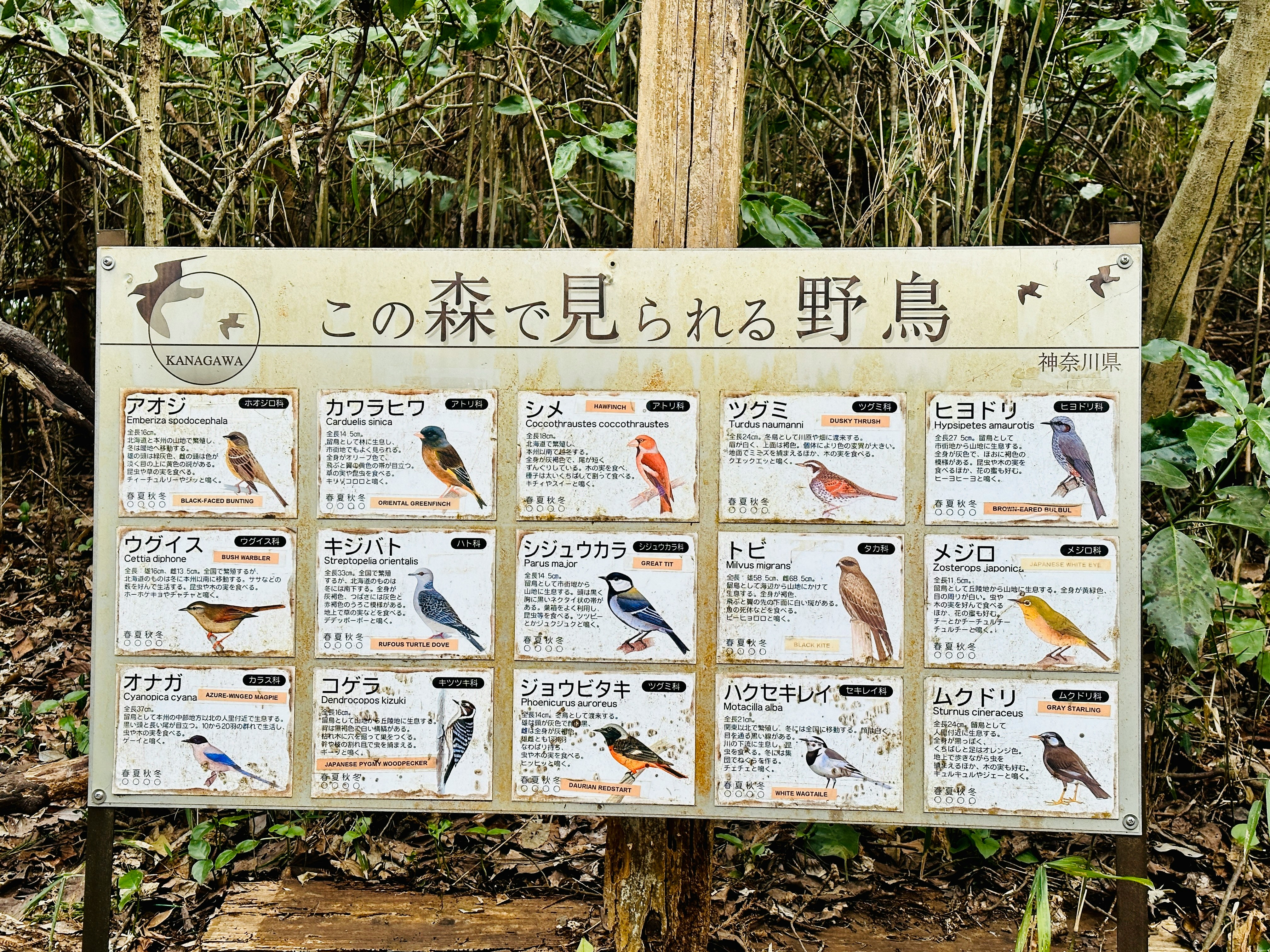 森林觀鳥指示牌