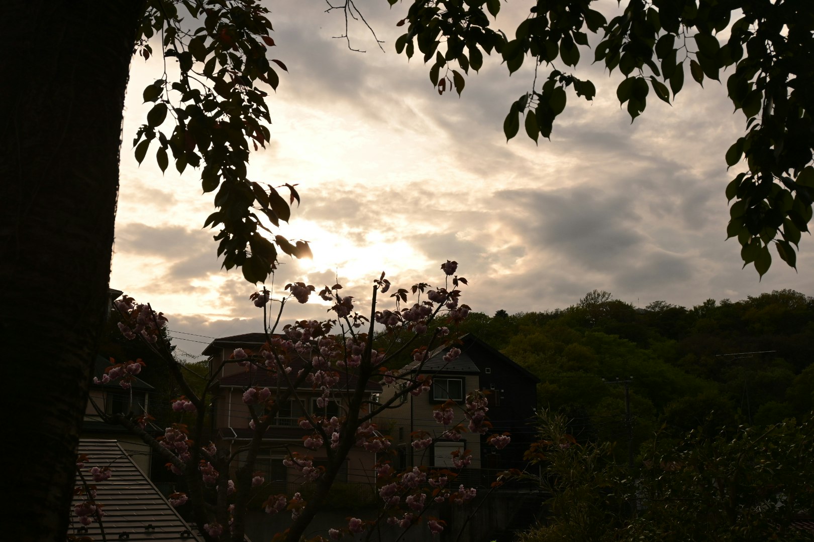 Baumsilhouetten und blühende Blumen im Garten bei Dämmerung