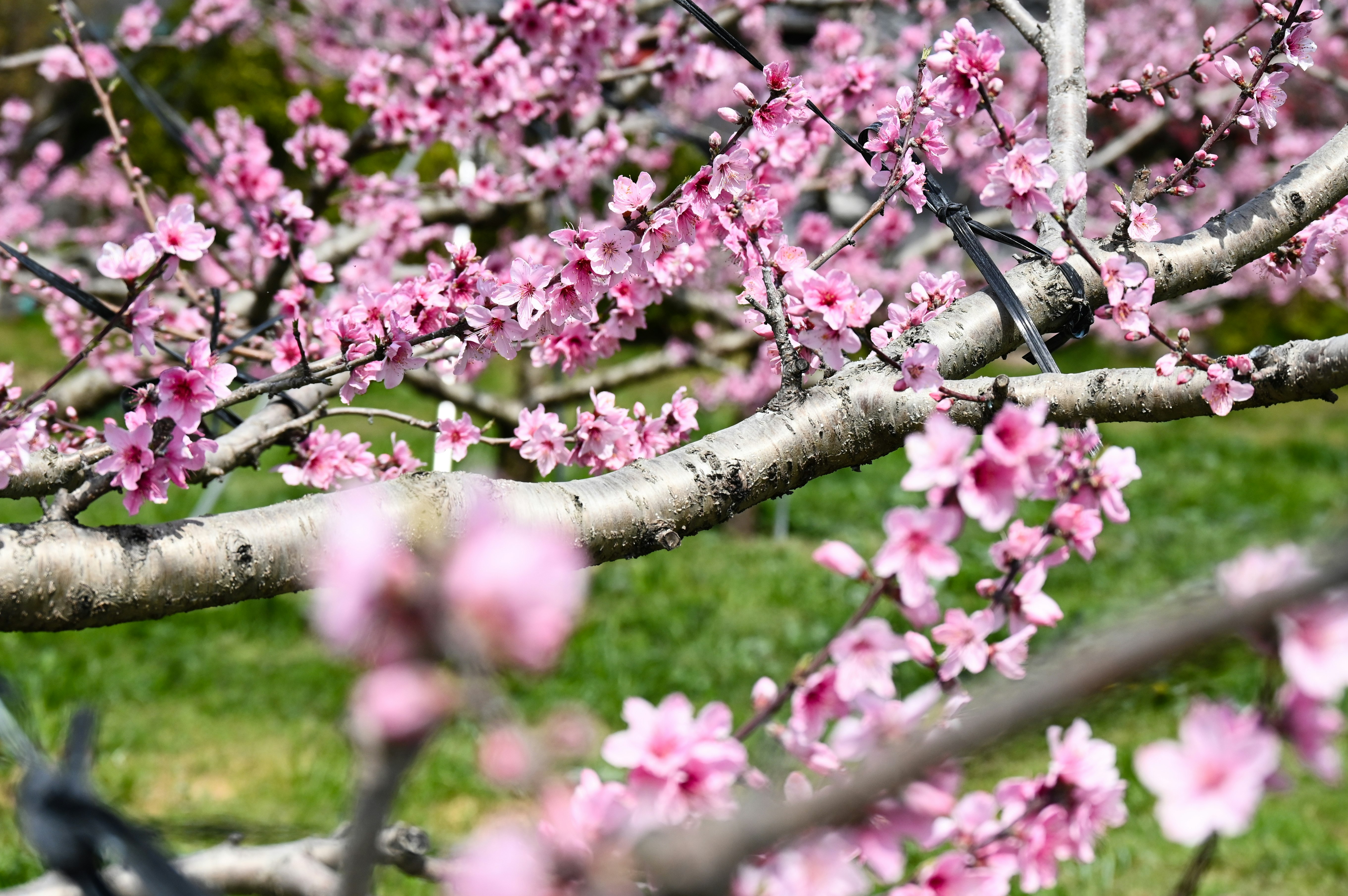 Rami adornati di fiori rosa delicati su uno sfondo di erba verde