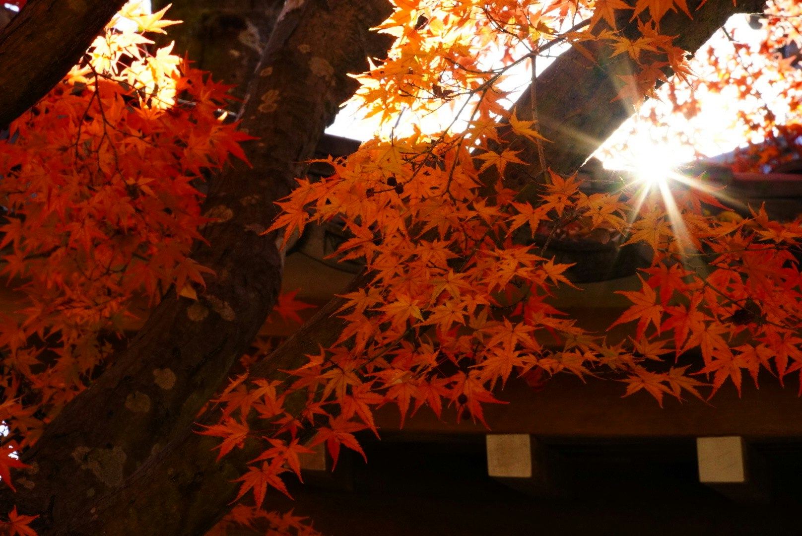 松尾大社の紅葉が照らされる境内の木々の枝ぶり