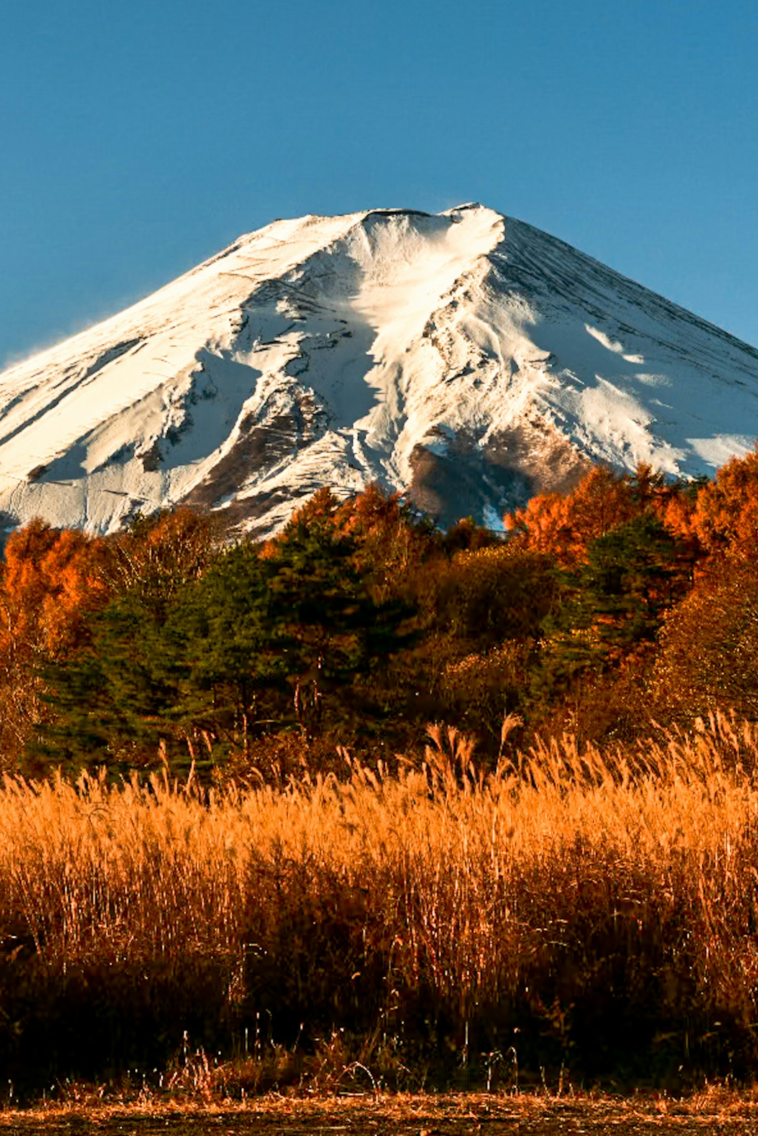雪覆蓋的富士山和前景的秋季樹葉