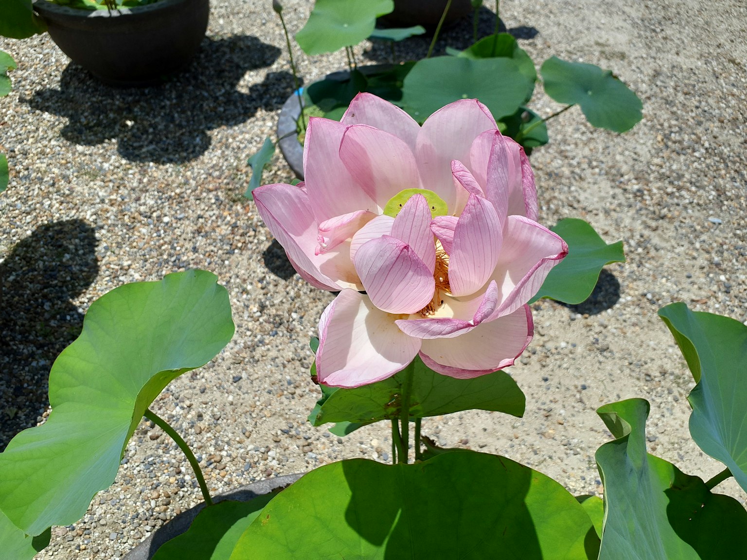 Hermosa flor de loto rosa rodeada de hojas verdes