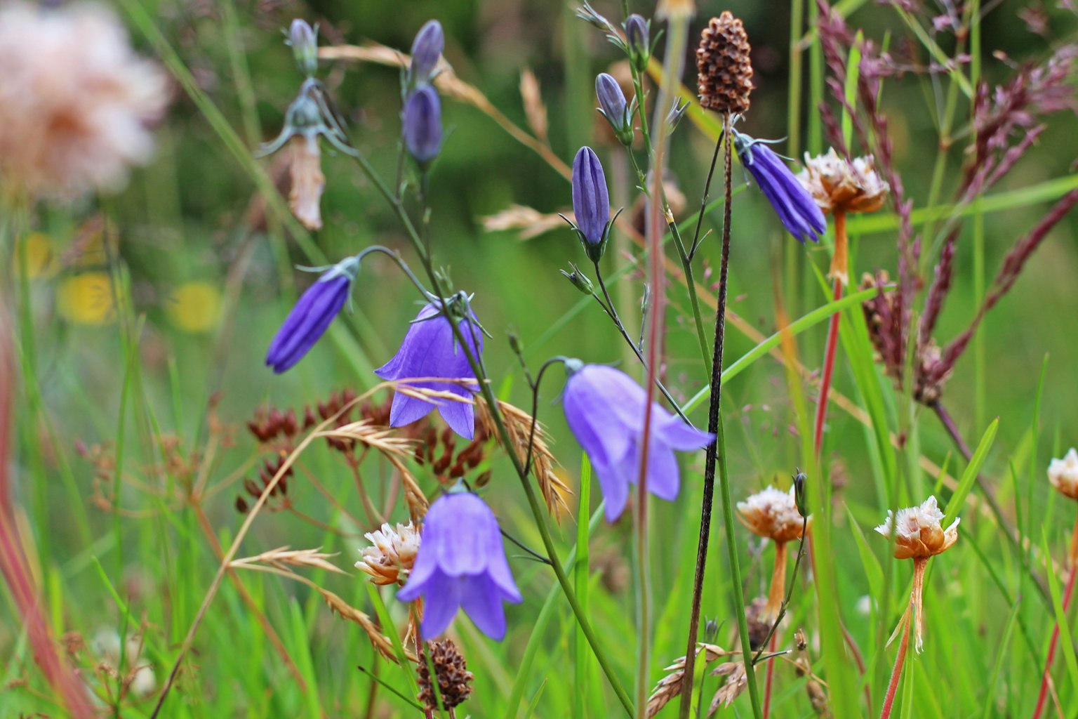 Una fotografía de un prado con flores silvestres coloridas destacando flores moradas en forma de campana