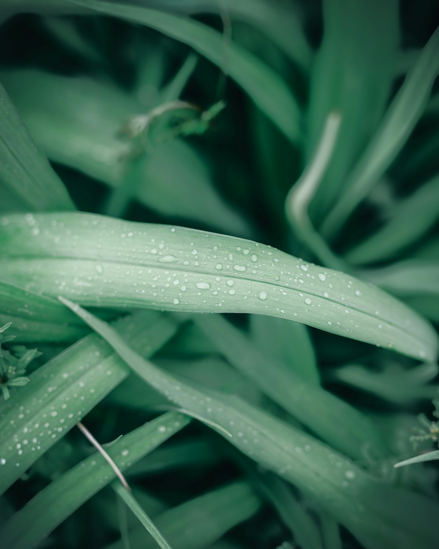 Gros plan de feuilles vertes avec des gouttes d'eau