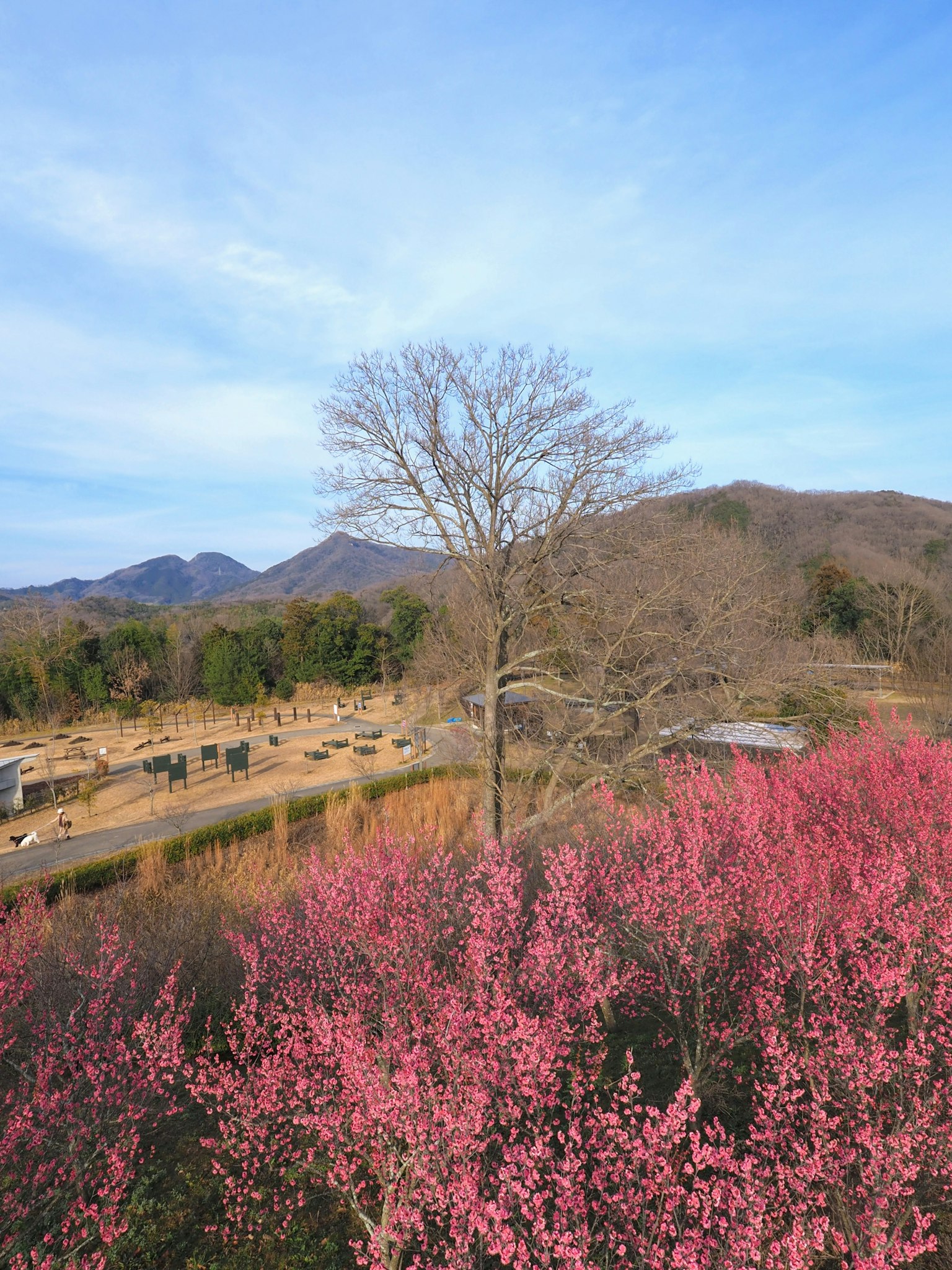 A view of a bare tree surrounded by pink flowers and mountains