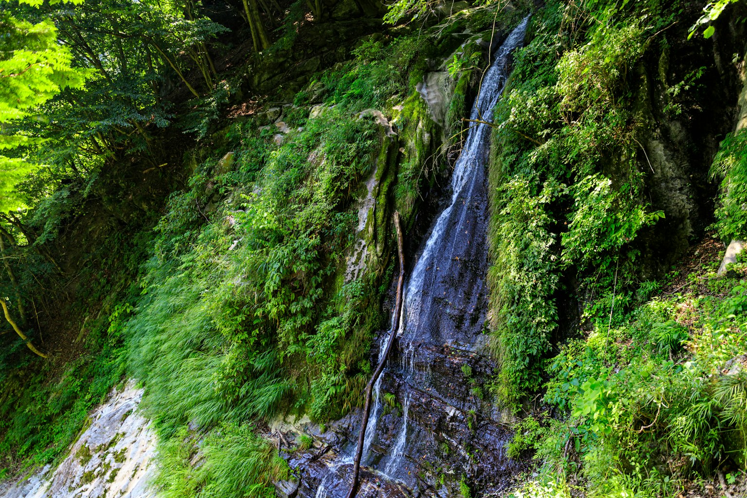 Pequeña cascada fluyendo sobre rocas en un bosque verde