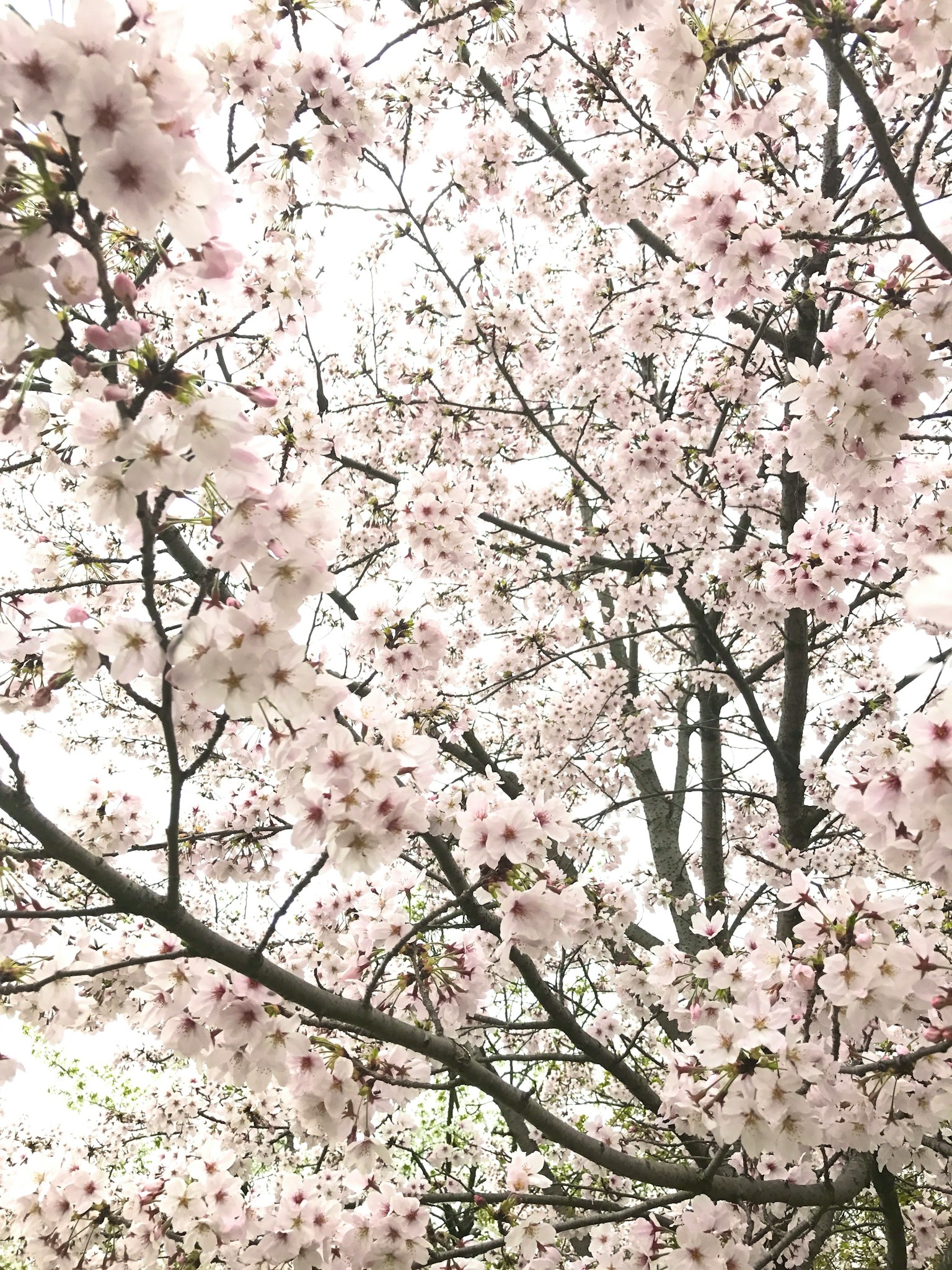 Primo piano di rami di ciliegio con fiori rosa