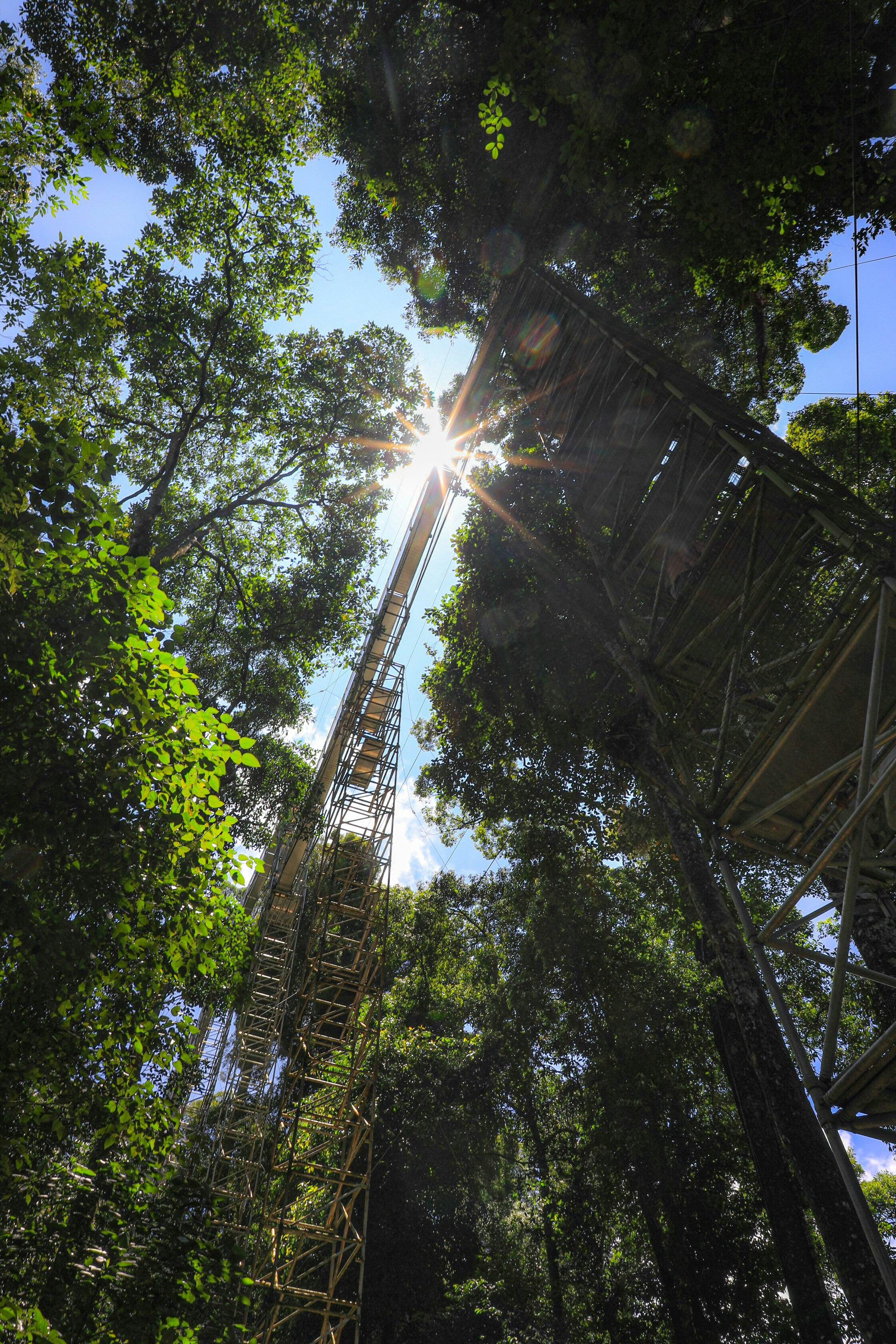 Sonnenlicht zwischen Bäumen und ein Aussichtsturm im Ulu-Temburong-Nationalpark, Brunei