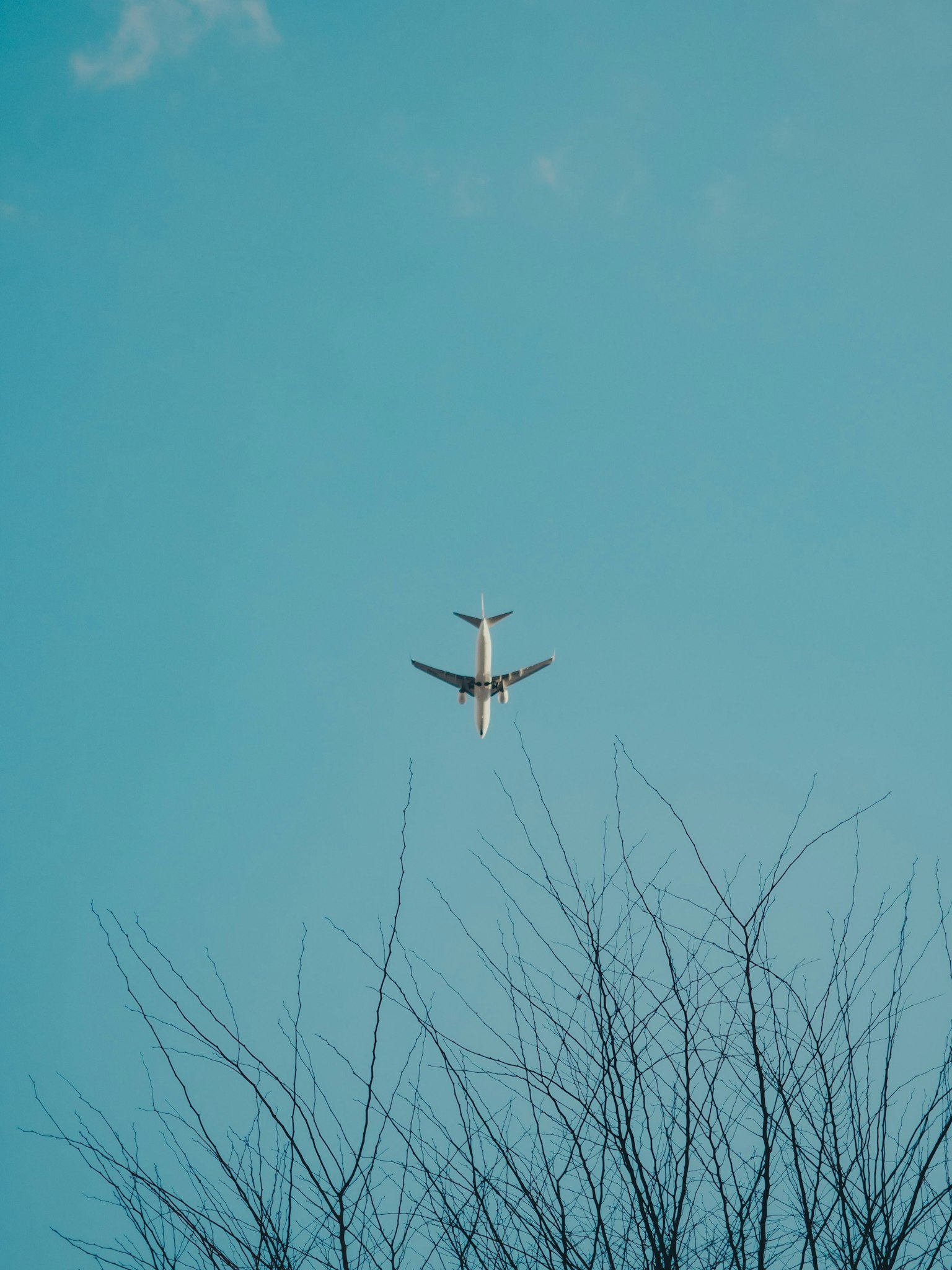 Un avion volant dans un ciel bleu avec des branches d'arbre fines en dessous