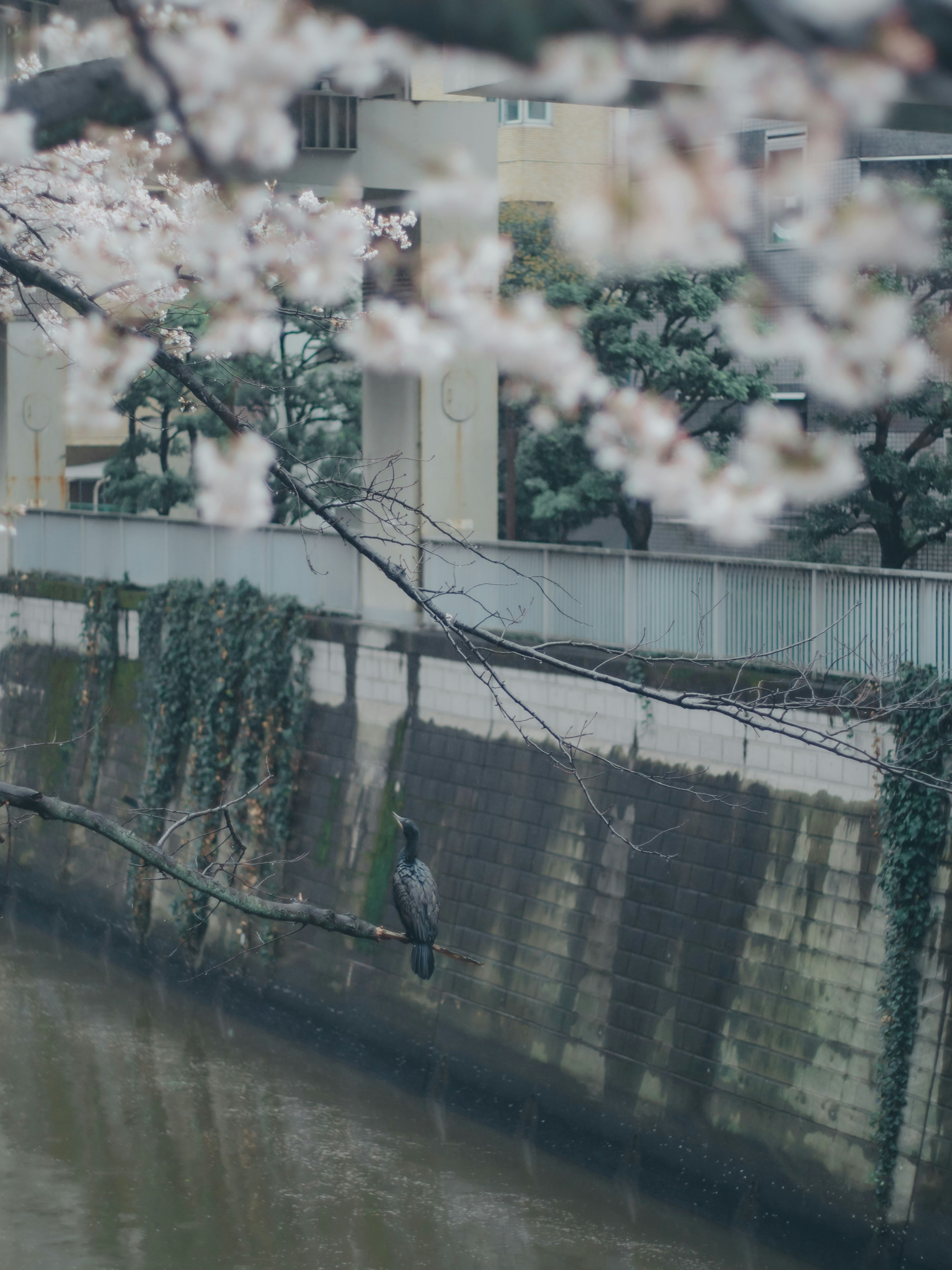 桜の枝越しに見える塀と建物の風景
