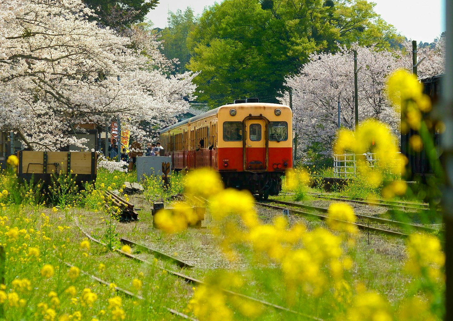 Sebuah kereta tua dikelilingi pohon sakura dan bunga rapeseed